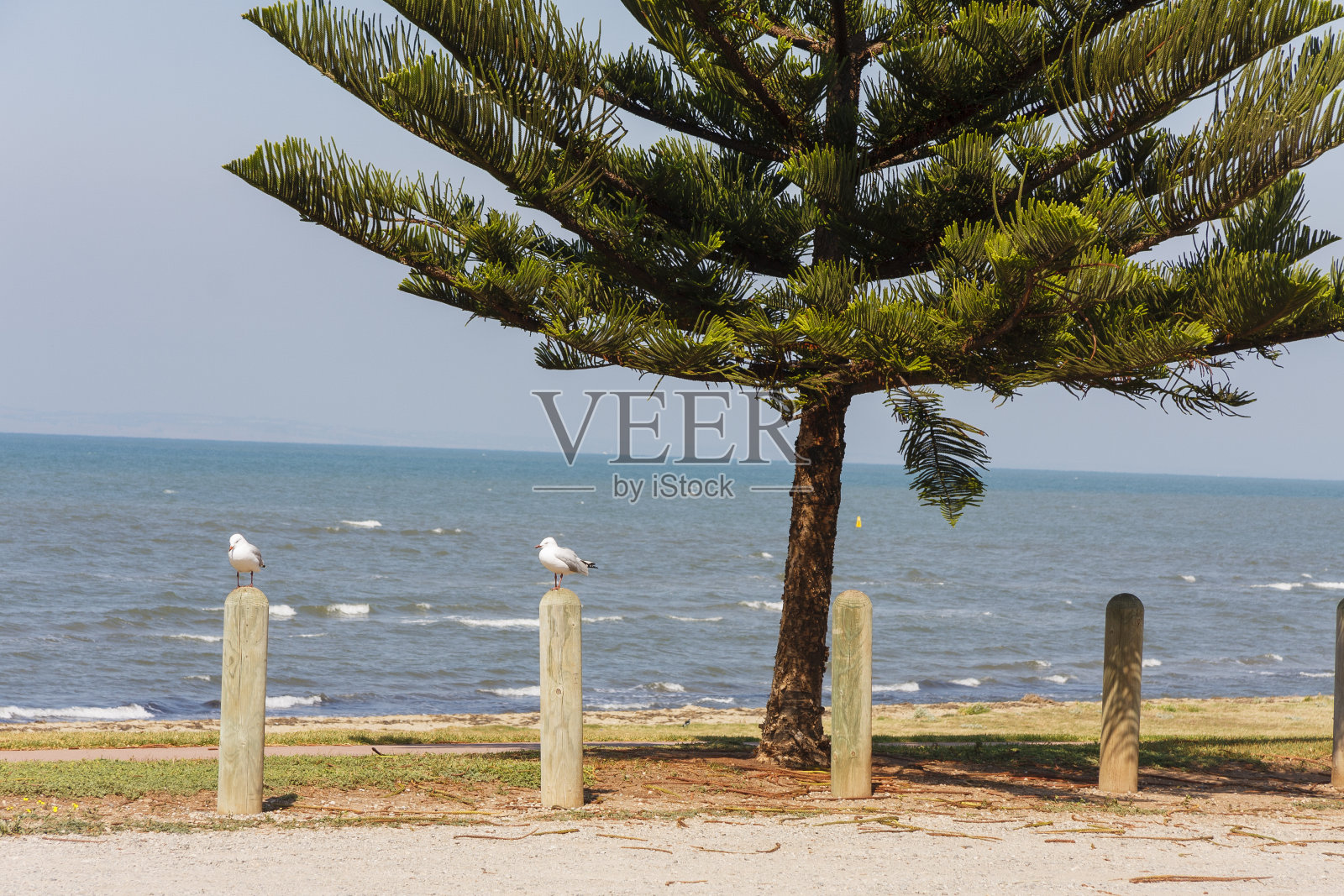 澳大利亚维多利亚州库克角海滩上的松树照片摄影图片