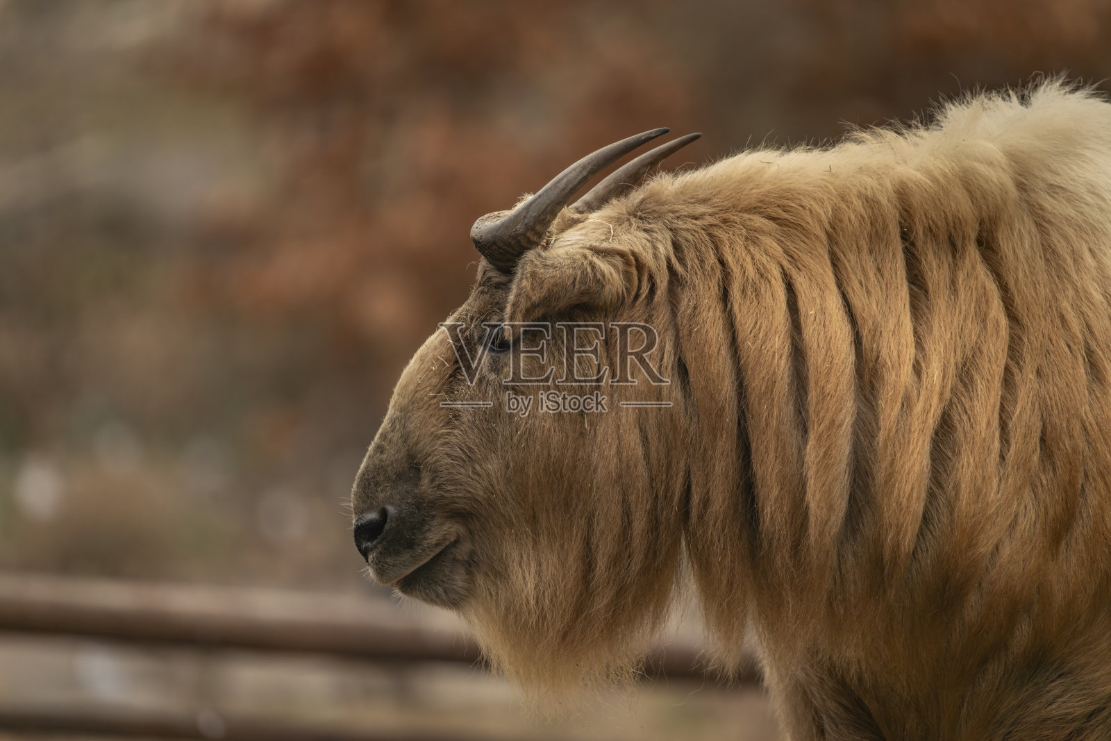 在寒冷的冬天长着棕色毛的竹属动物照片摄影图片