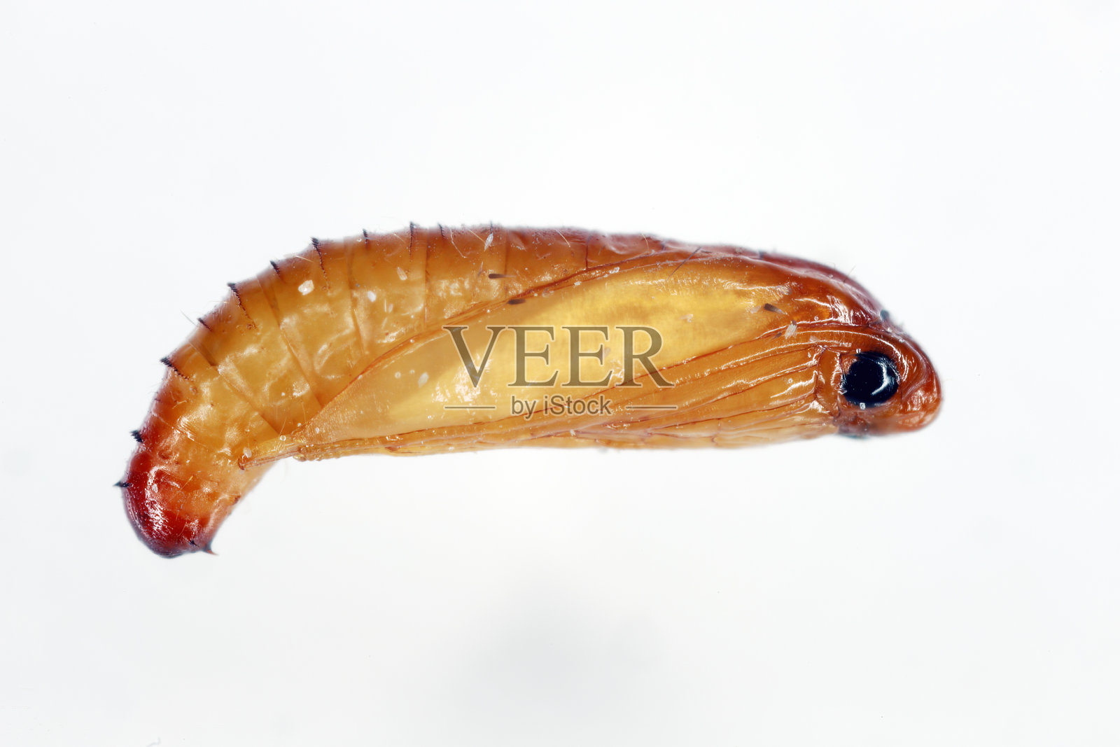 欧洲粒虫或欧洲粒蛾(粒蛾)。发育阶段-蛹。照片摄影图片