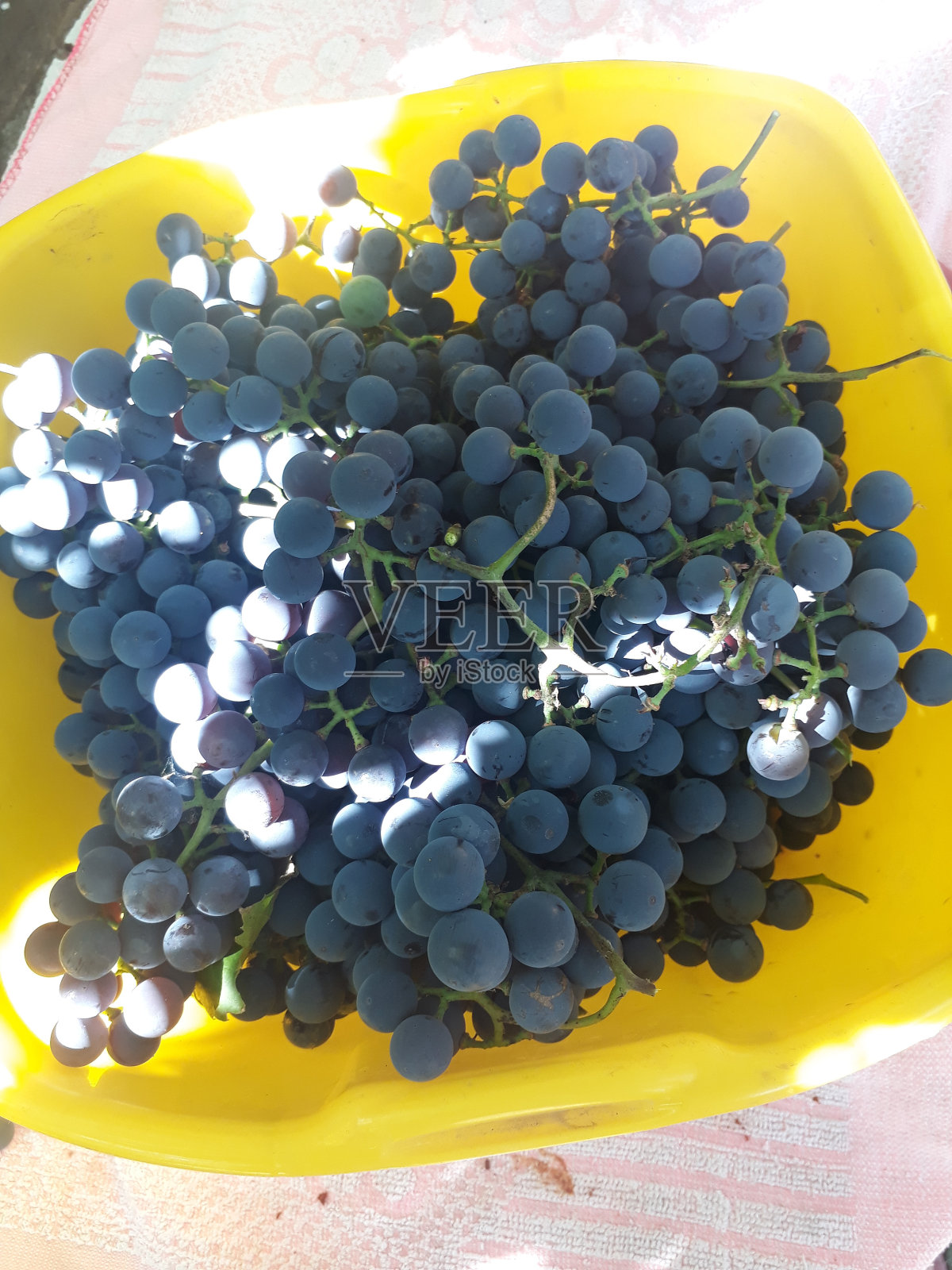 植物区系照片摄影图片