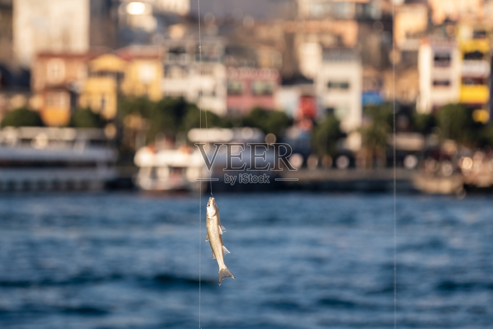 鱼从海里出来照片摄影图片