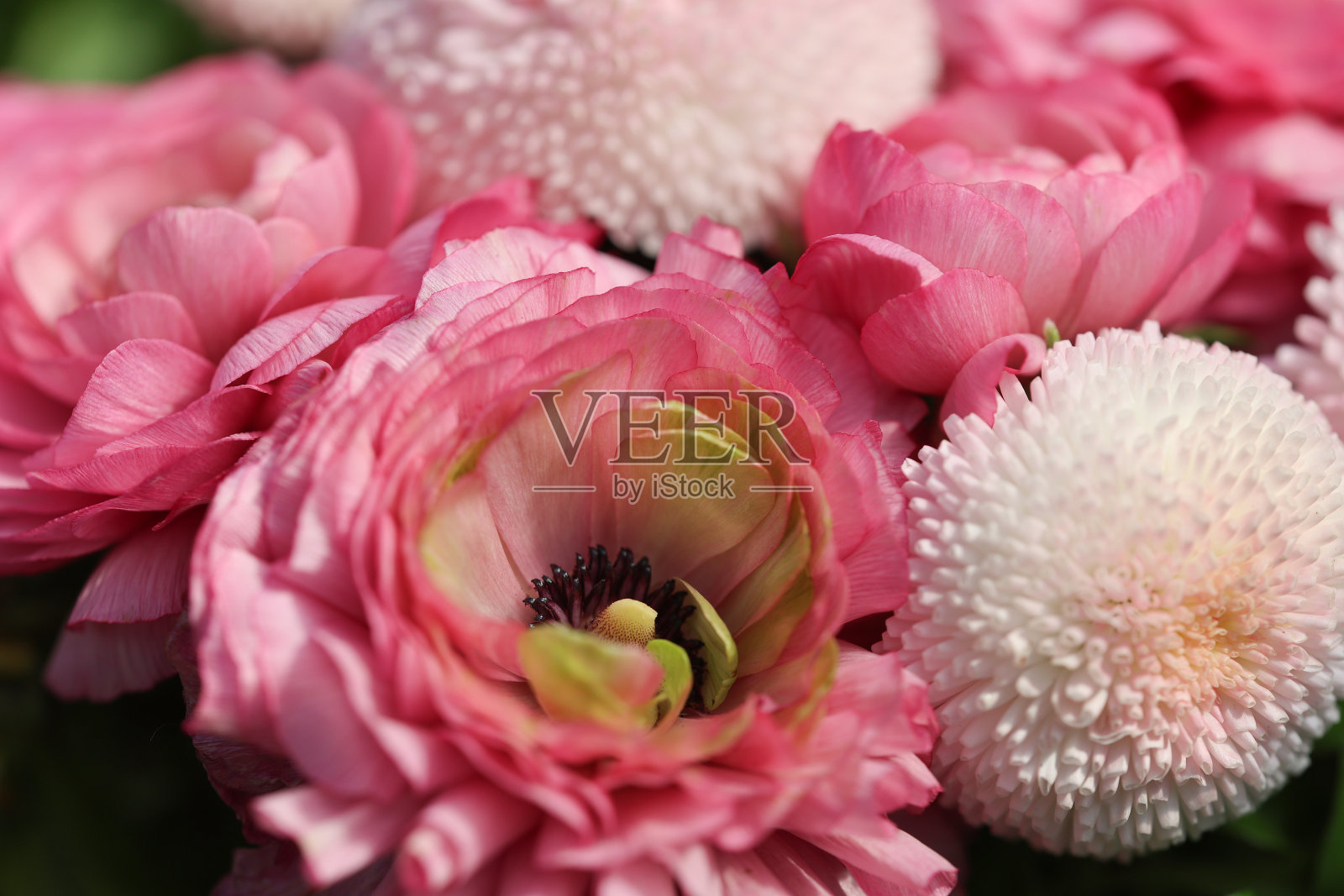 美丽的花束与毛茛，贝利斯，紫罗兰，勿忘我和雏菊花在一个阳光明媚的农舍花园的春天的特写。照片摄影图片