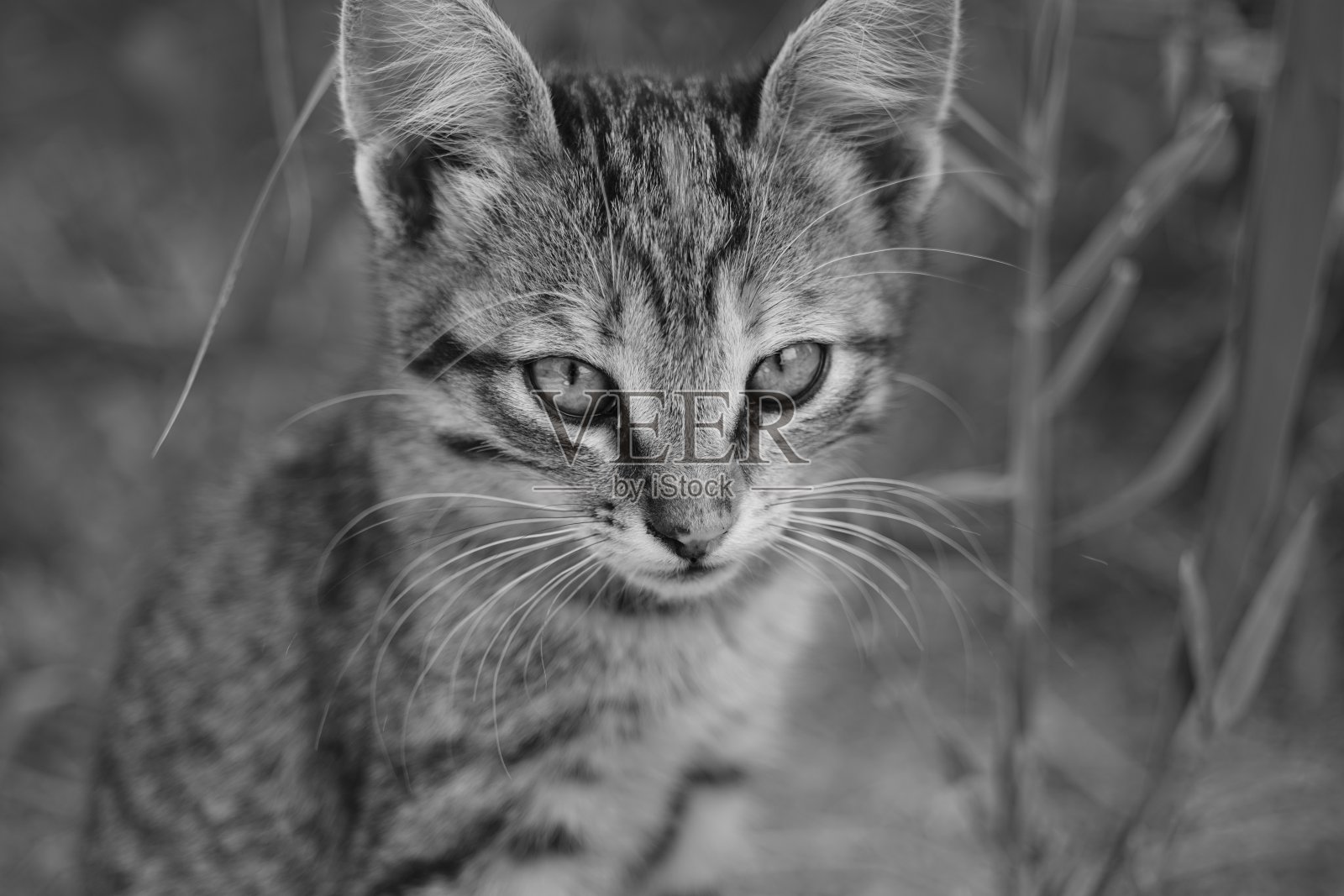 花园里一只漂亮的虎斑猫的画像。照片摄影图片