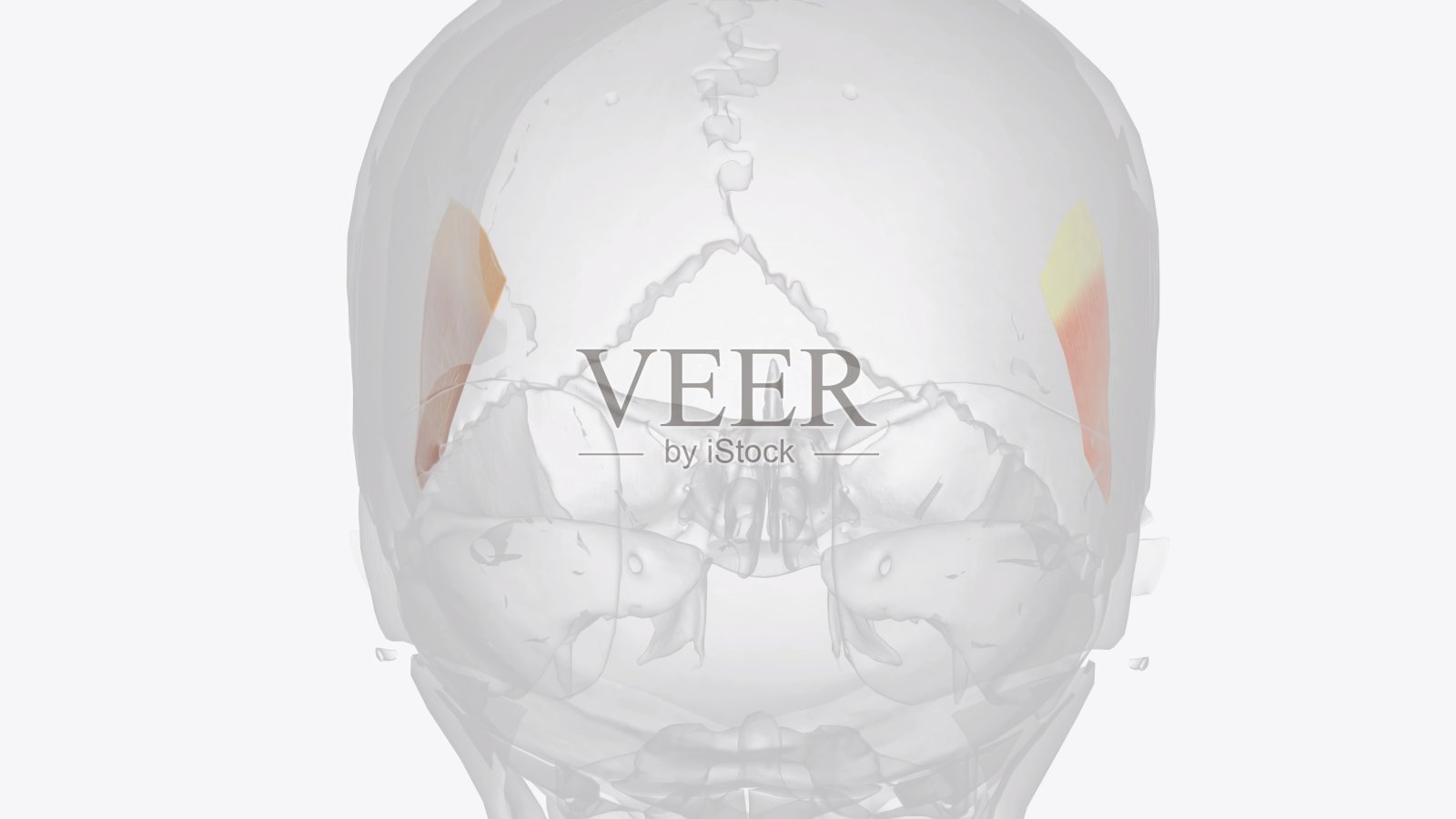 颞顶骨肌是头皮的一块肌肉，从耳上筋膜连接到加利亚腱膜照片摄影图片