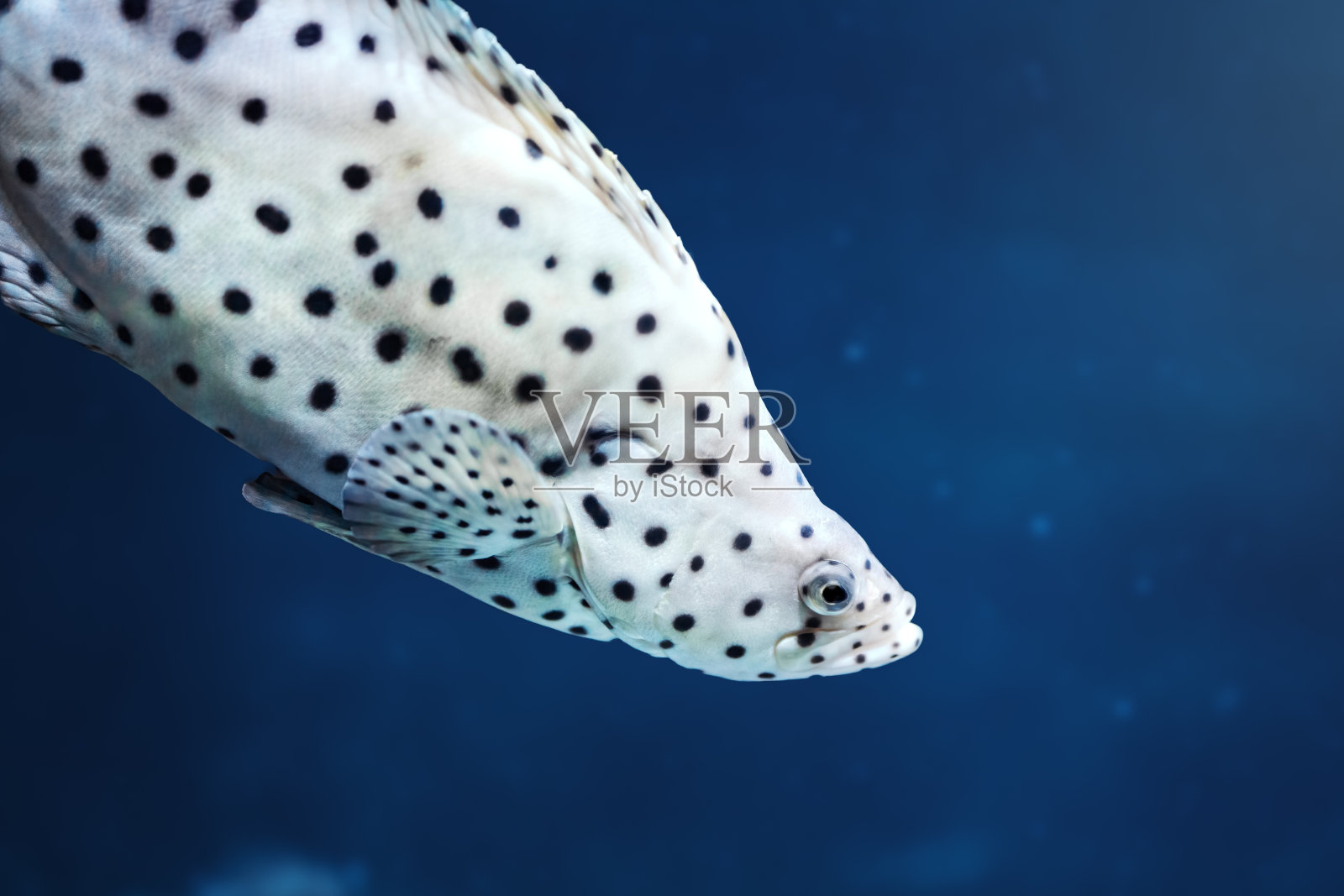 黑豹石斑鱼(Cromileptes altivelis)或座头石斑鱼照片摄影图片