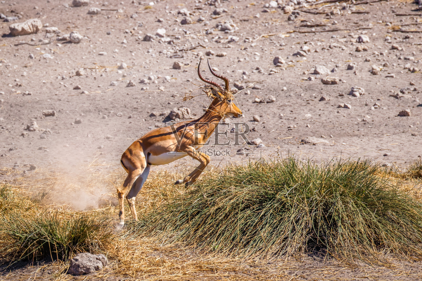 一只领地性的雄性黑脸黑斑羚(Aepyceros melampus petersi)展示了他的统治地位，纳米比亚的Onguma野生动物保护区(Etosha的邻居)。照片摄影图片