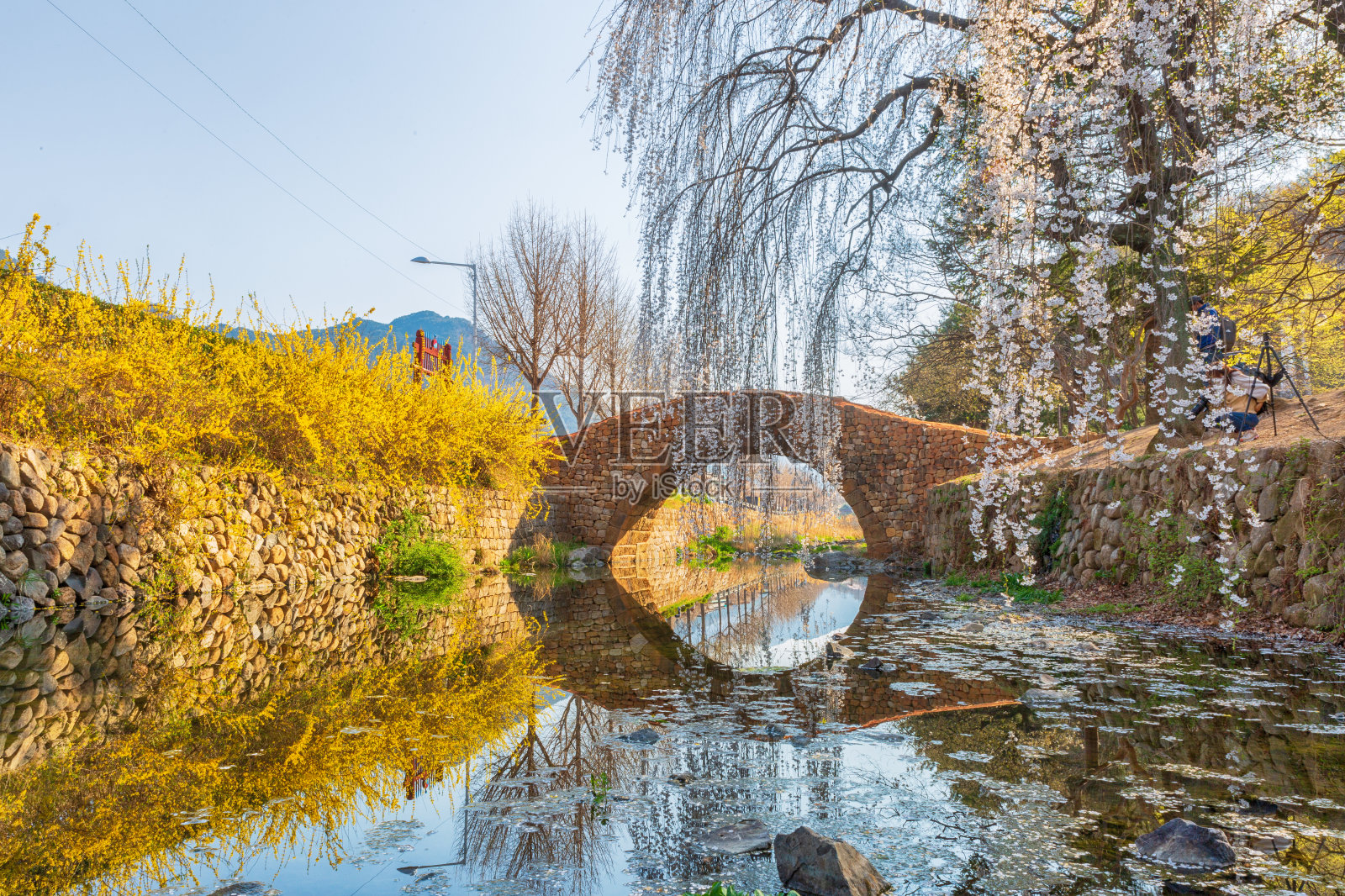春光明媚，连翘盛开照片摄影图片