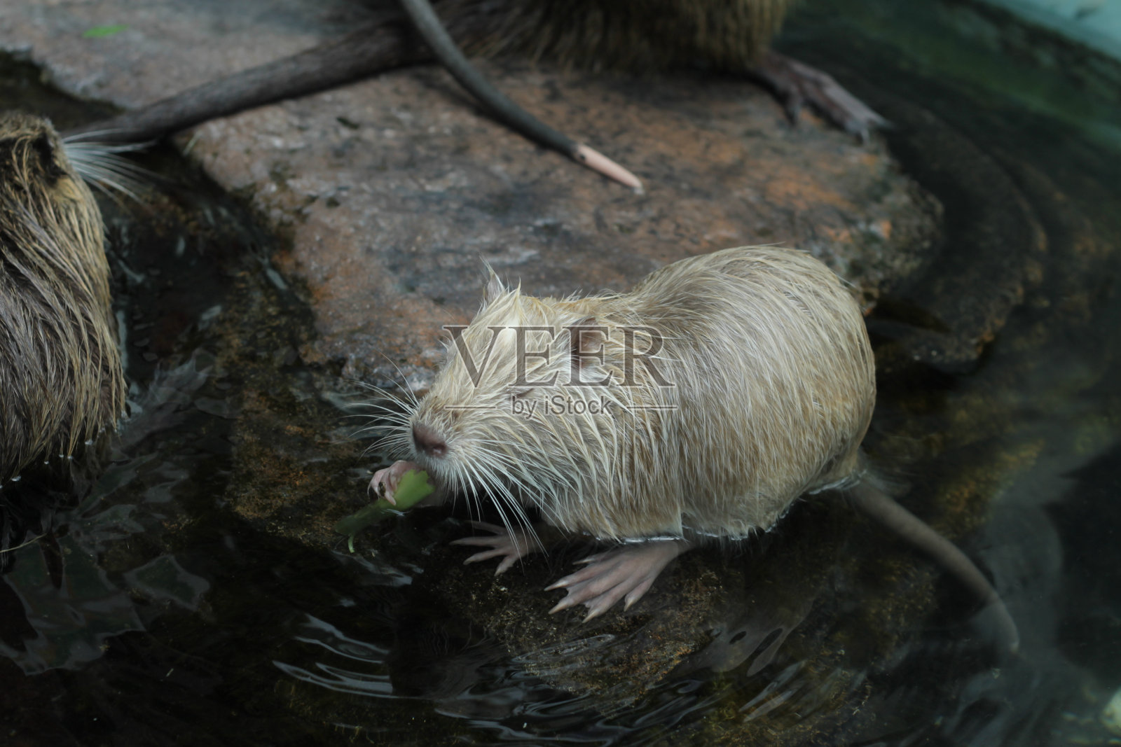 一只沼泽啮齿动物，一只河鼠正在享用一片绿色的蔬菜照片摄影图片