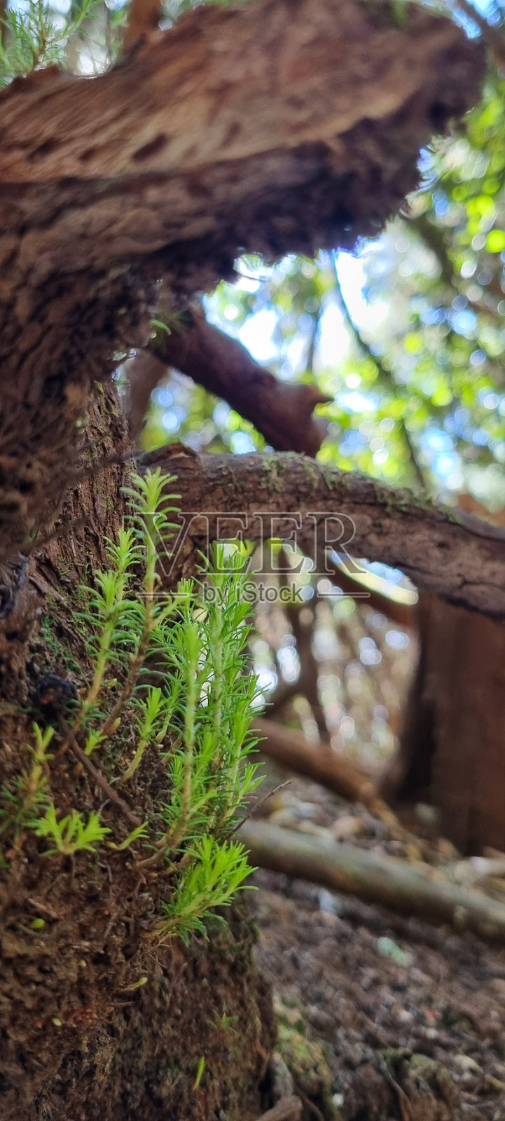 增长照片摄影图片