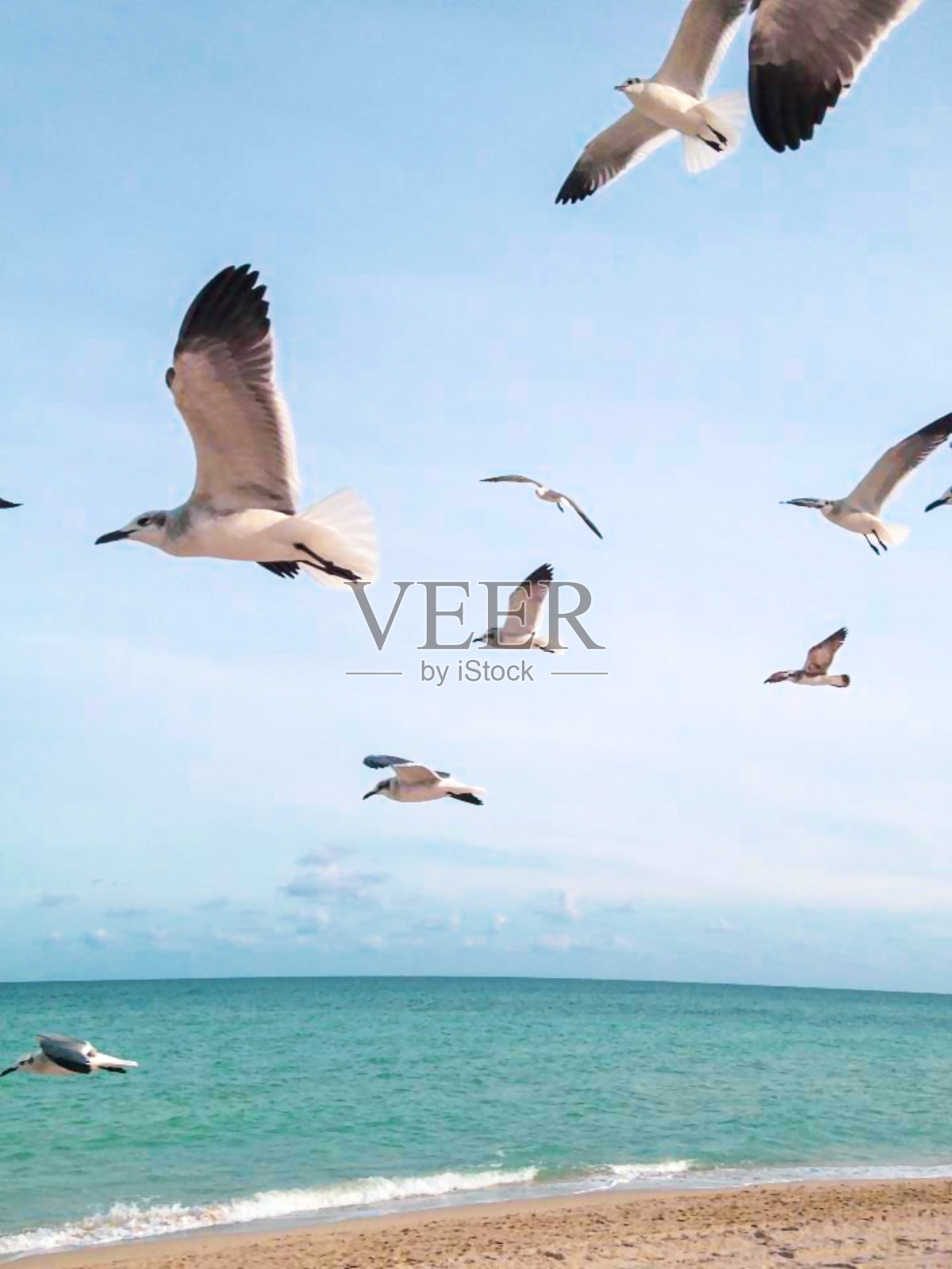 海鸥。照片摄影图片