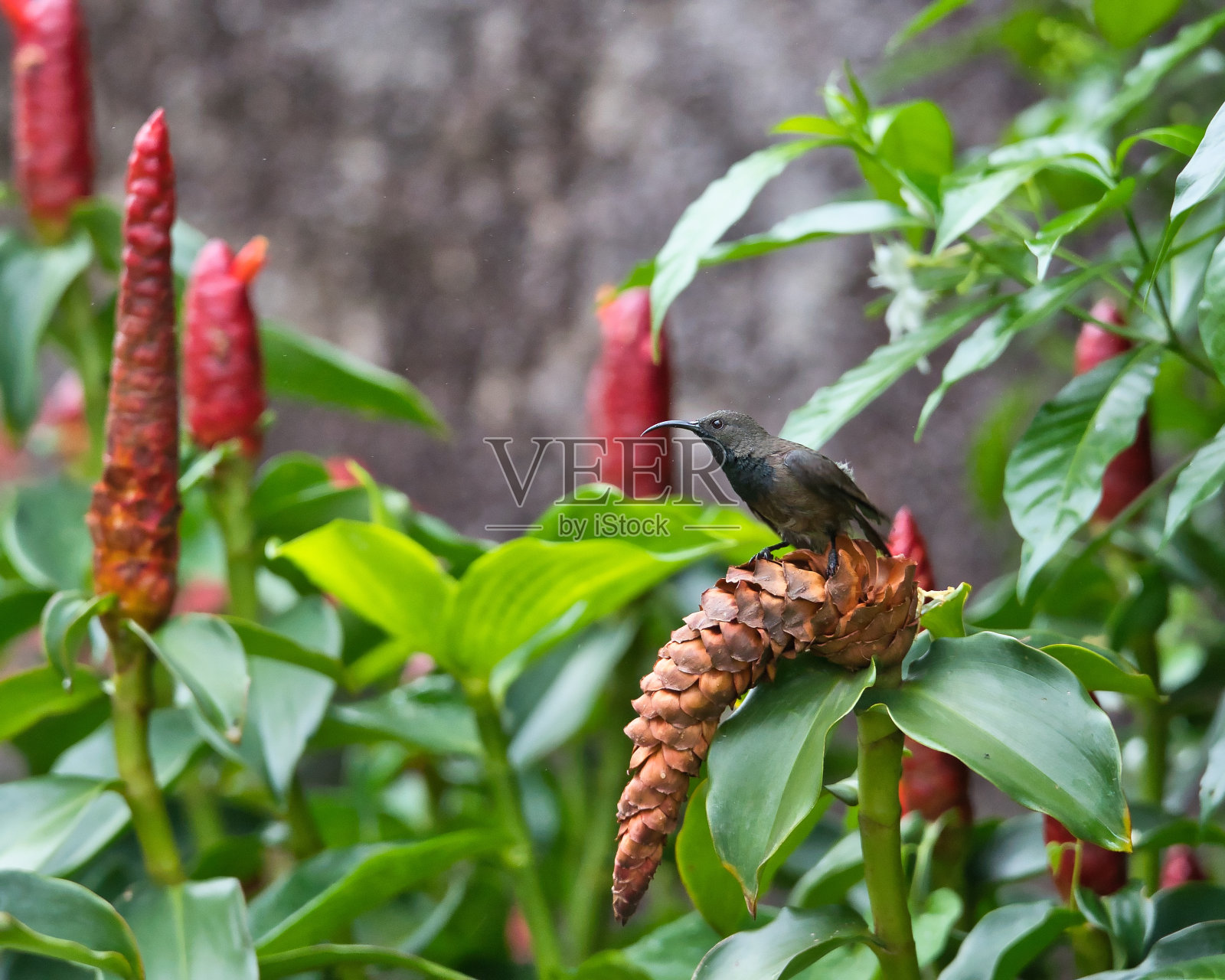 塞舌尔太阳鸟，在红色姜/胰岛素花上照片摄影图片