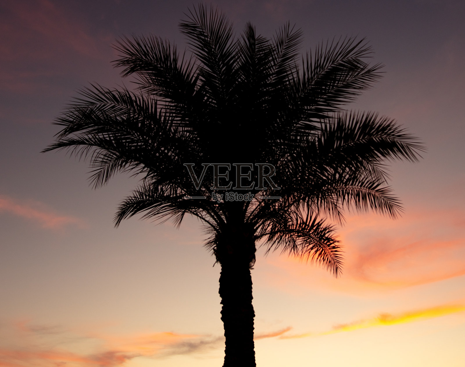 日落时棕榈树的剪影。照片摄影图片