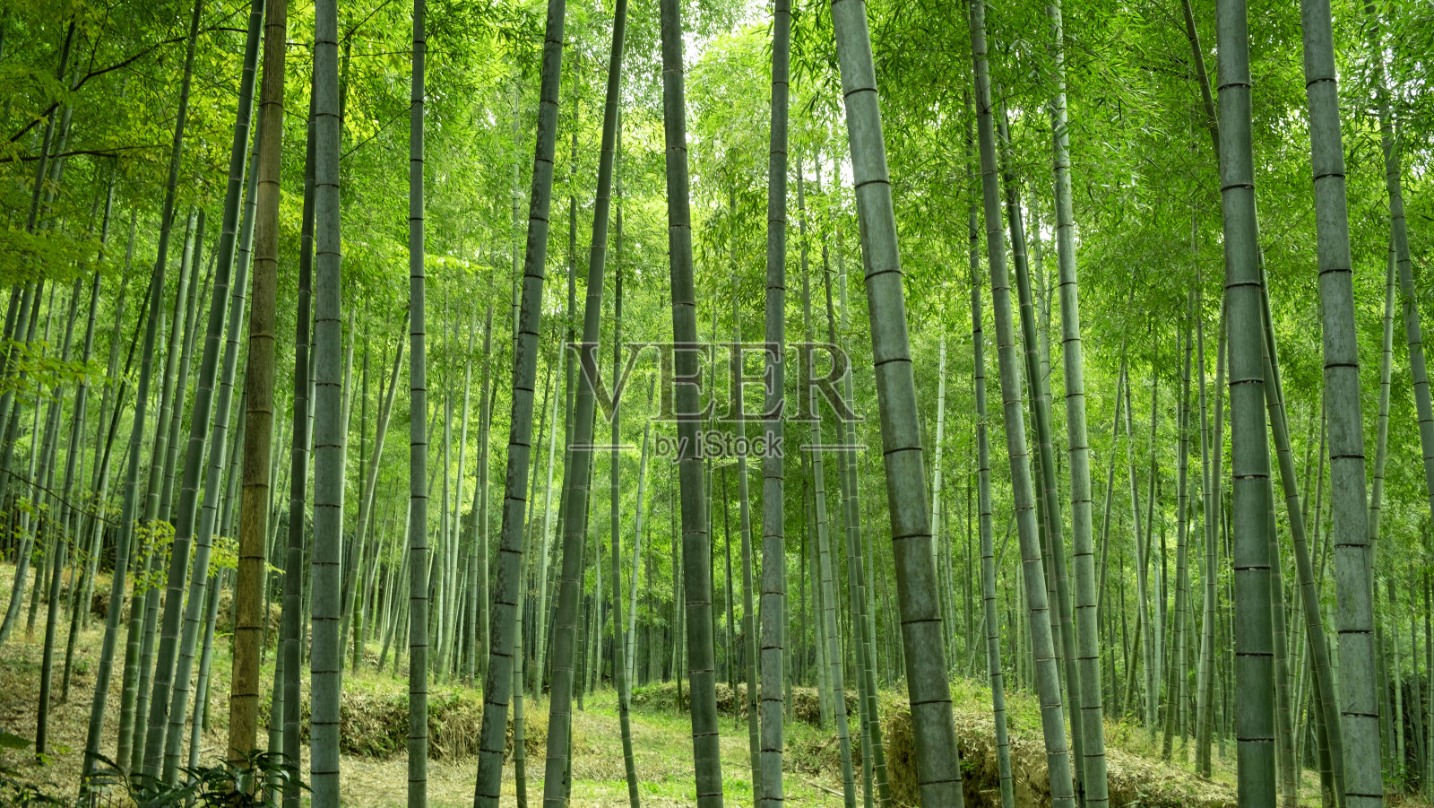 竹林京都照片摄影图片