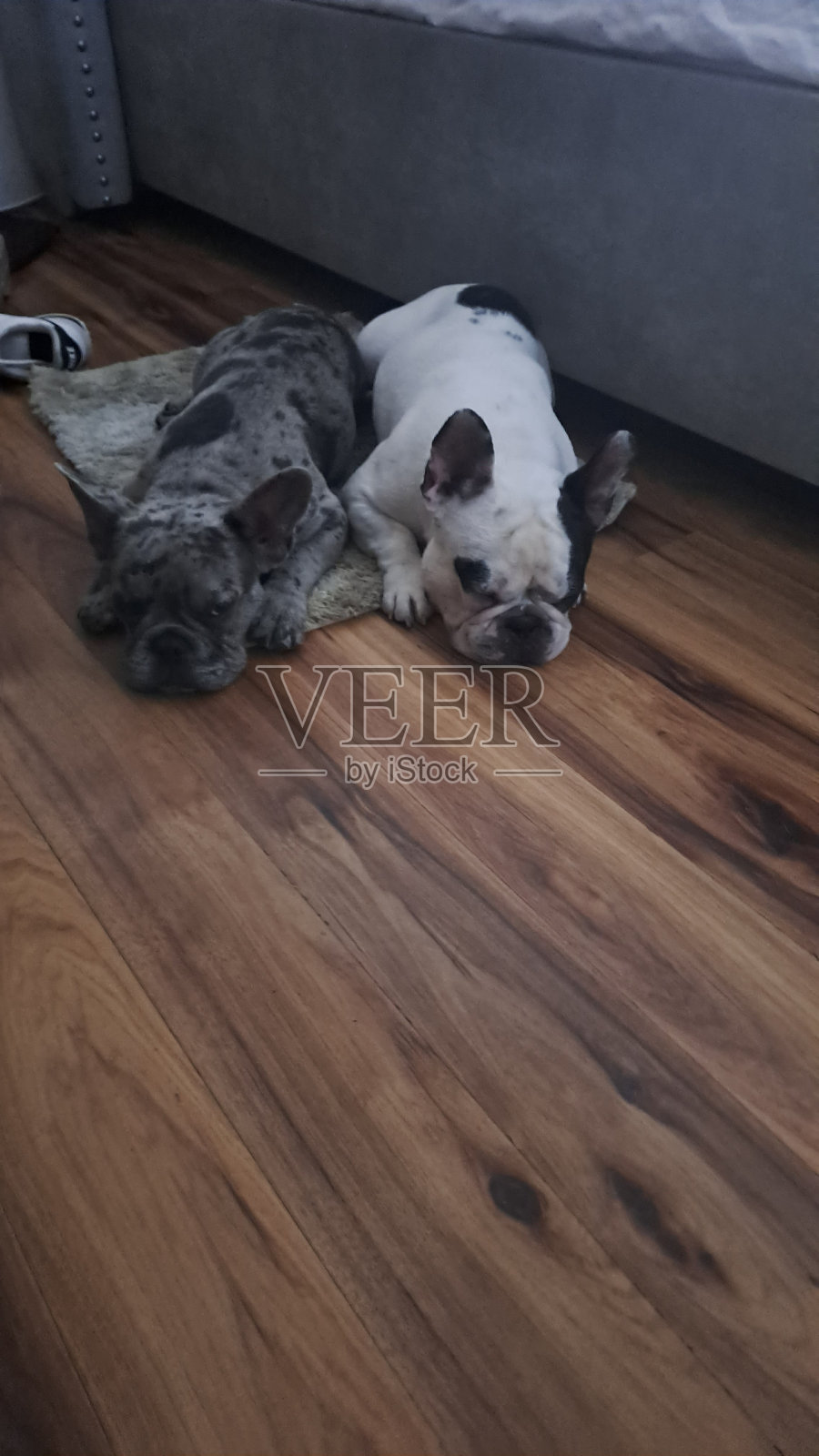 我的爱照片摄影图片