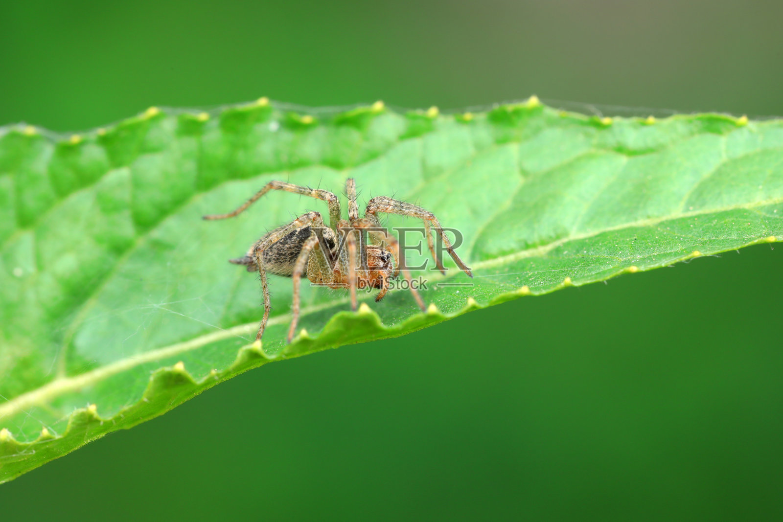 中国北方野外的蜘蛛照片摄影图片