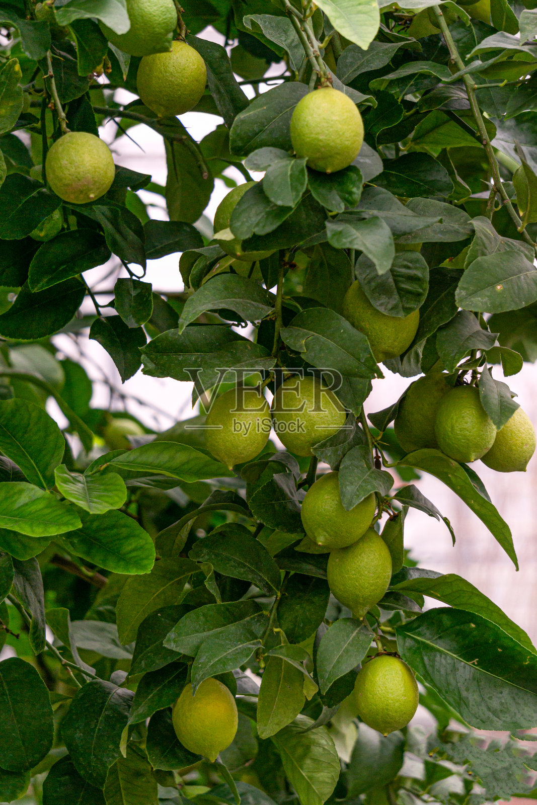 绿柠檬的果实挂在树枝上。照片摄影图片