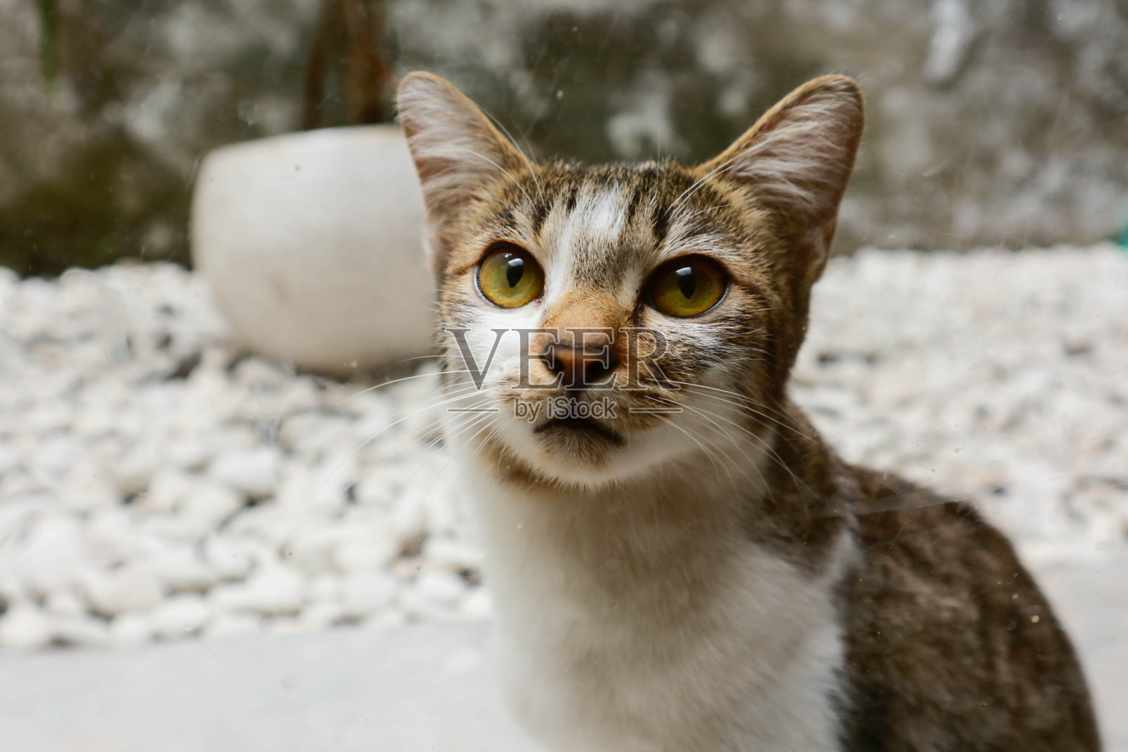 一只猫在花园的特写照片，背景模糊照片摄影图片