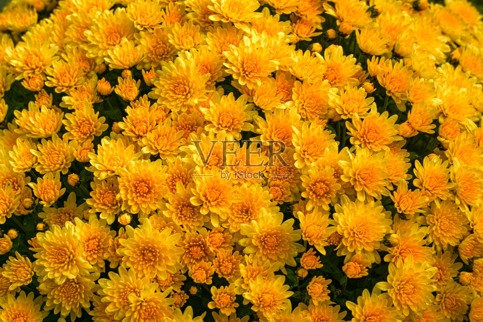 重瓣橙色菊花的背景。照片摄影图片