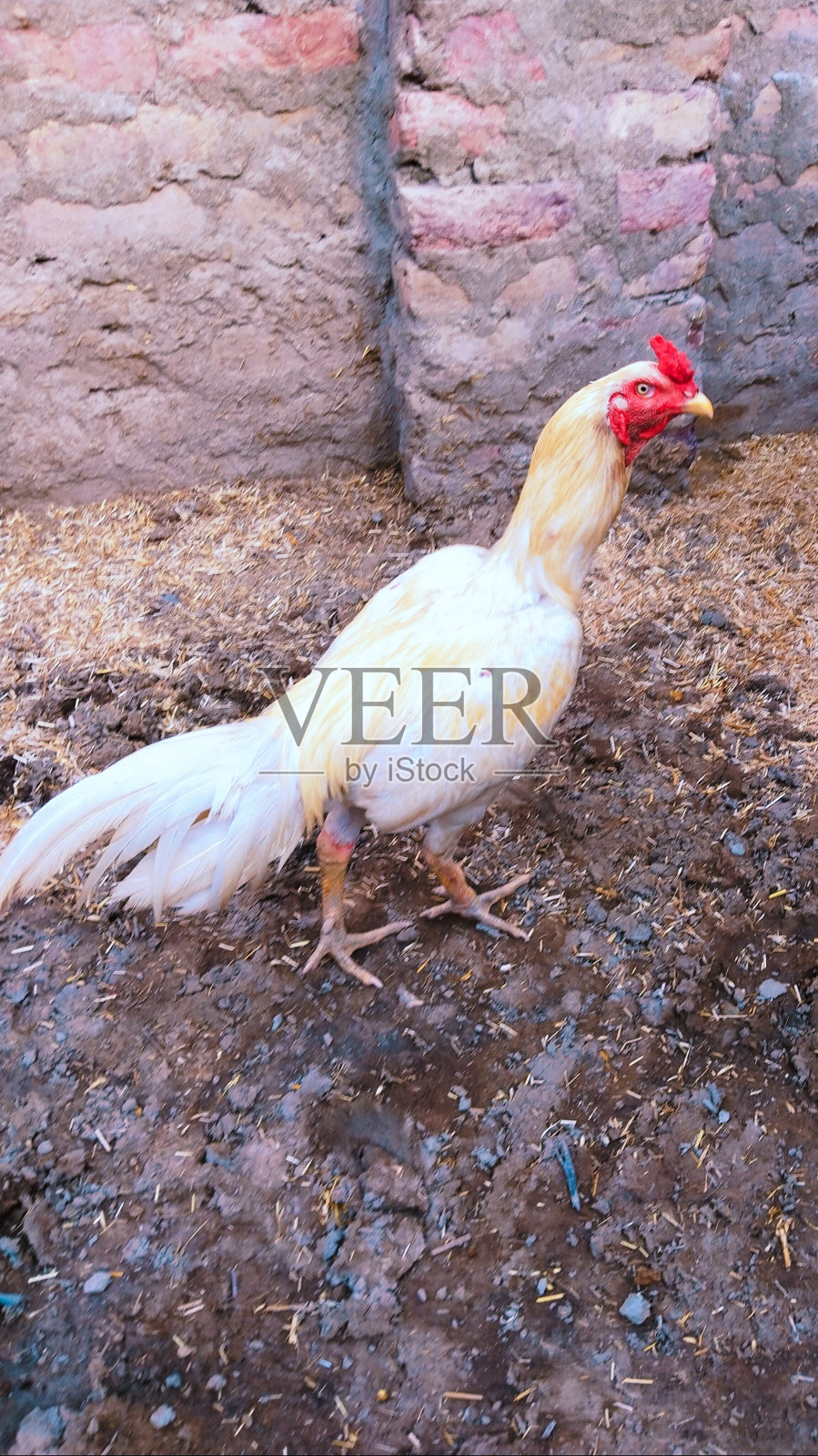 印度、巴基斯坦、南亚地区用于斗鸡和繁殖的白色雄性纯种鸡照片摄影图片