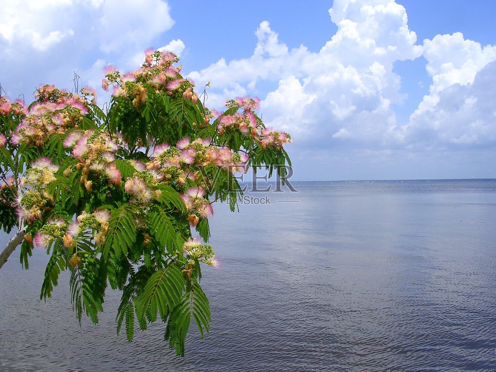 木棉树照片摄影图片