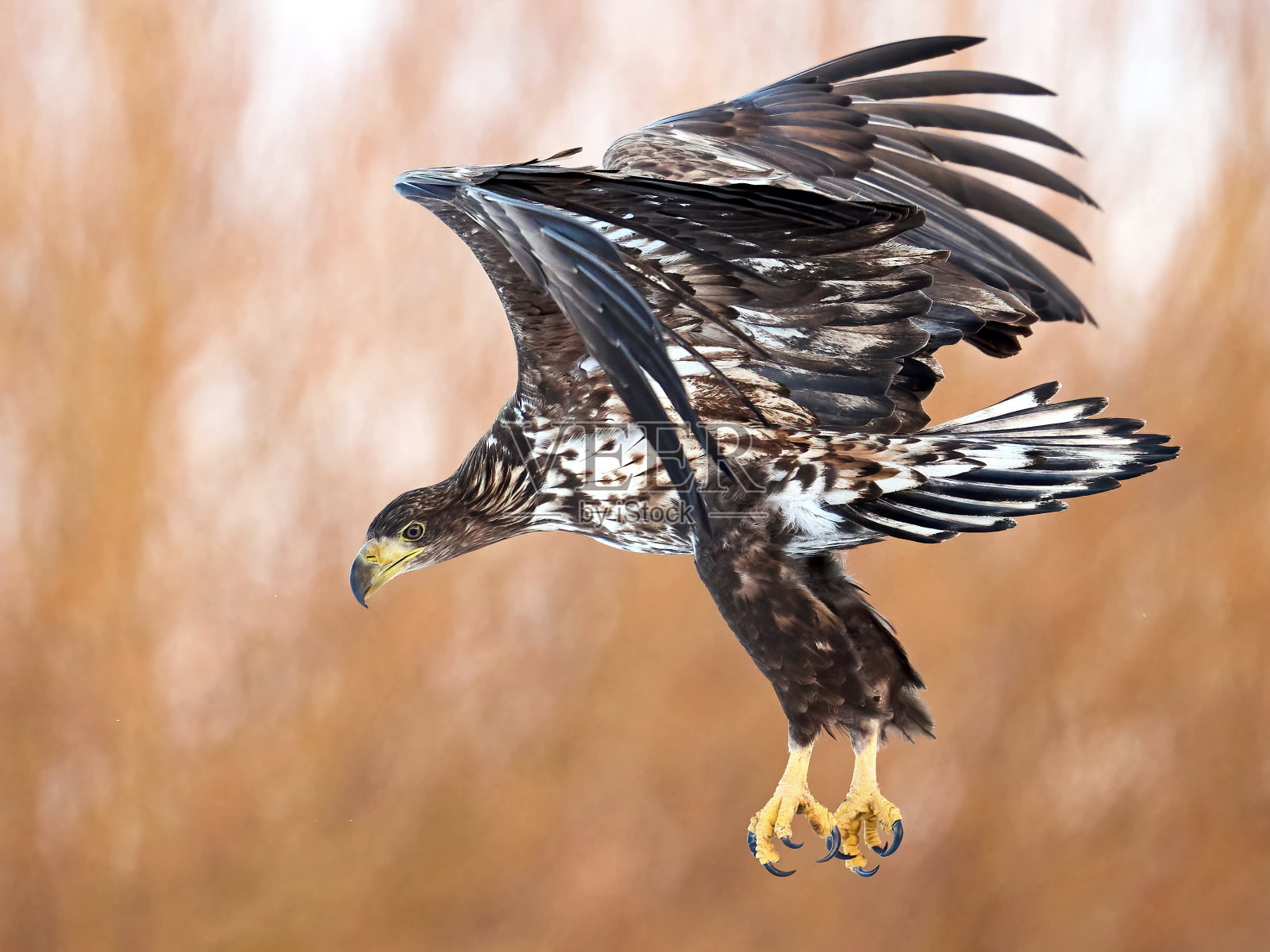 白尾鹰(halaeetus albicilla)照片摄影图片