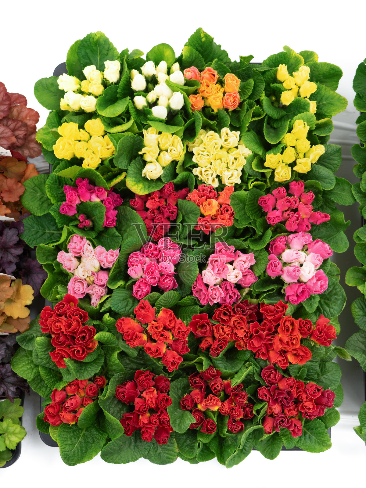 报春花朱利安花苗照片摄影图片