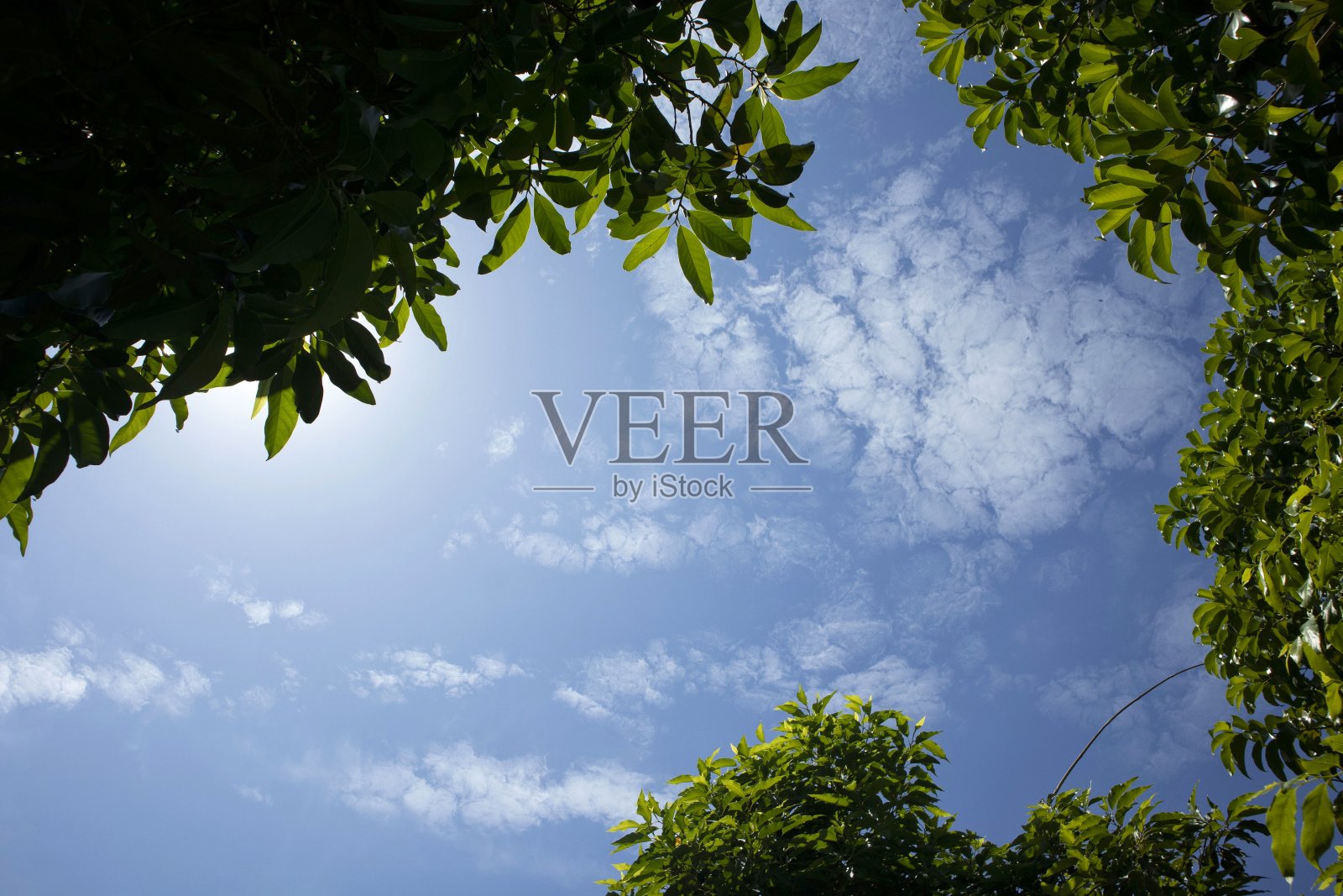 夏天的蓝天、绿树和白云照片摄影图片