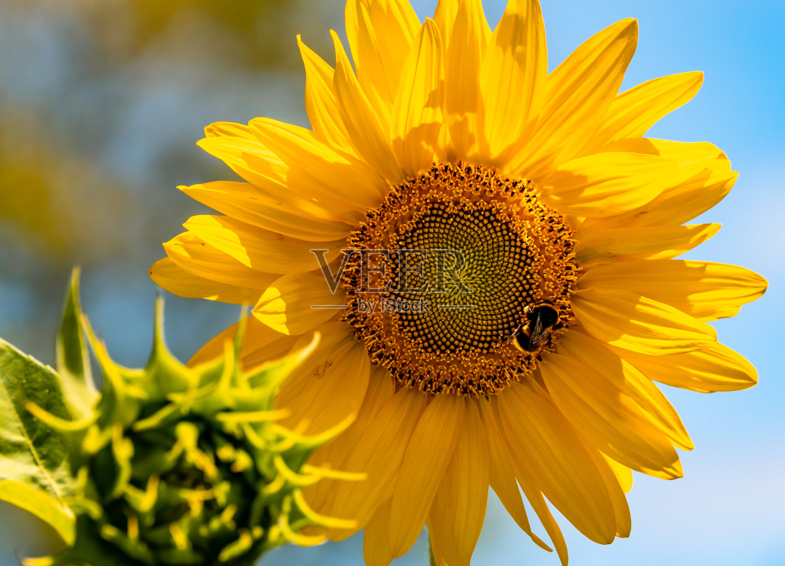 农场里盛开着美丽的向日葵照片摄影图片