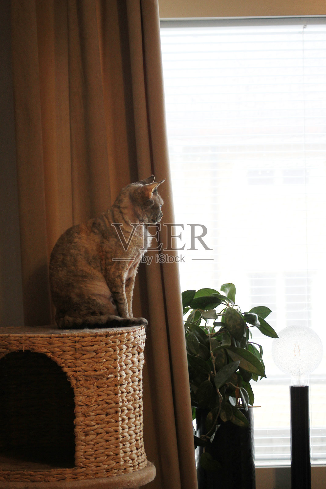 一只美丽的德文雷克斯猫坐在家里看着窗外照片摄影图片