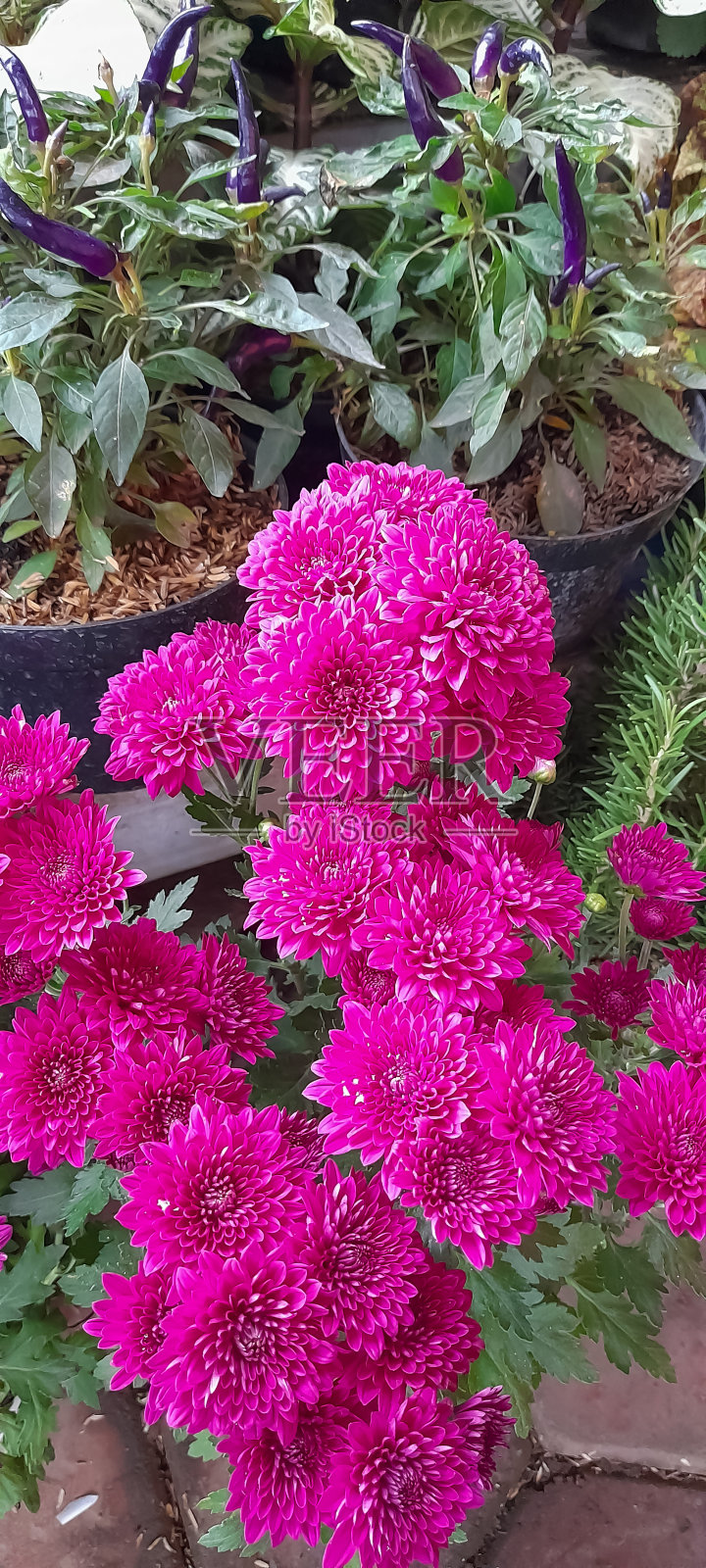 菊花照片摄影图片