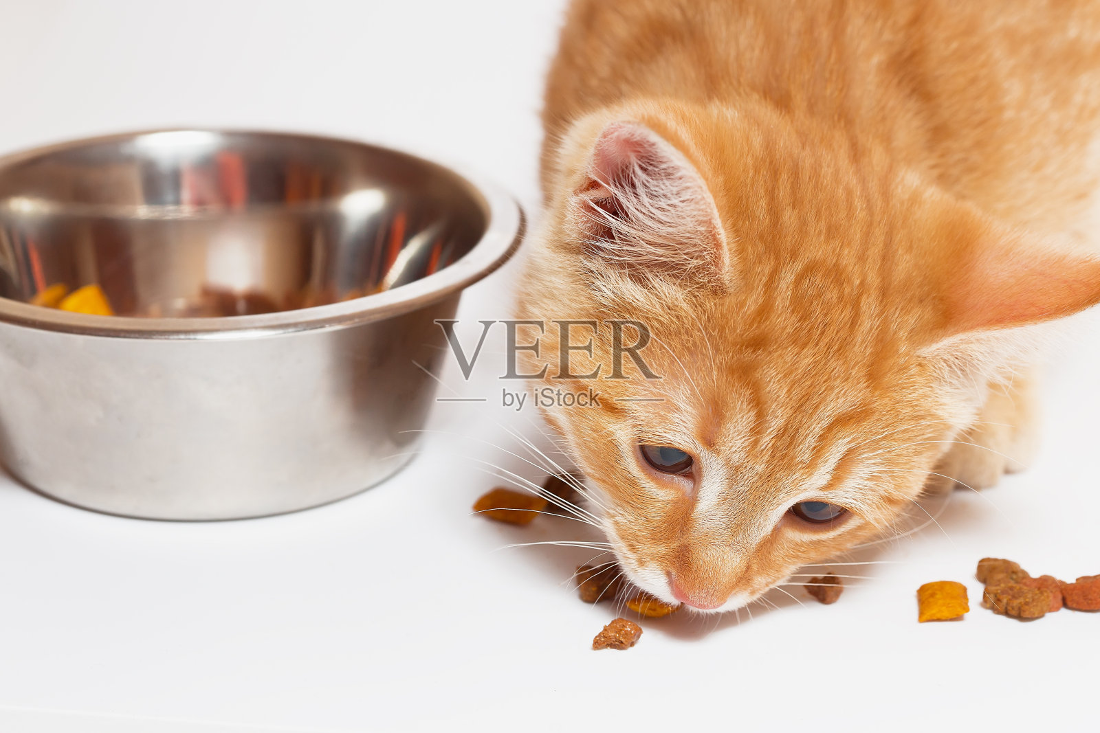 小猫吃干粮照片摄影图片