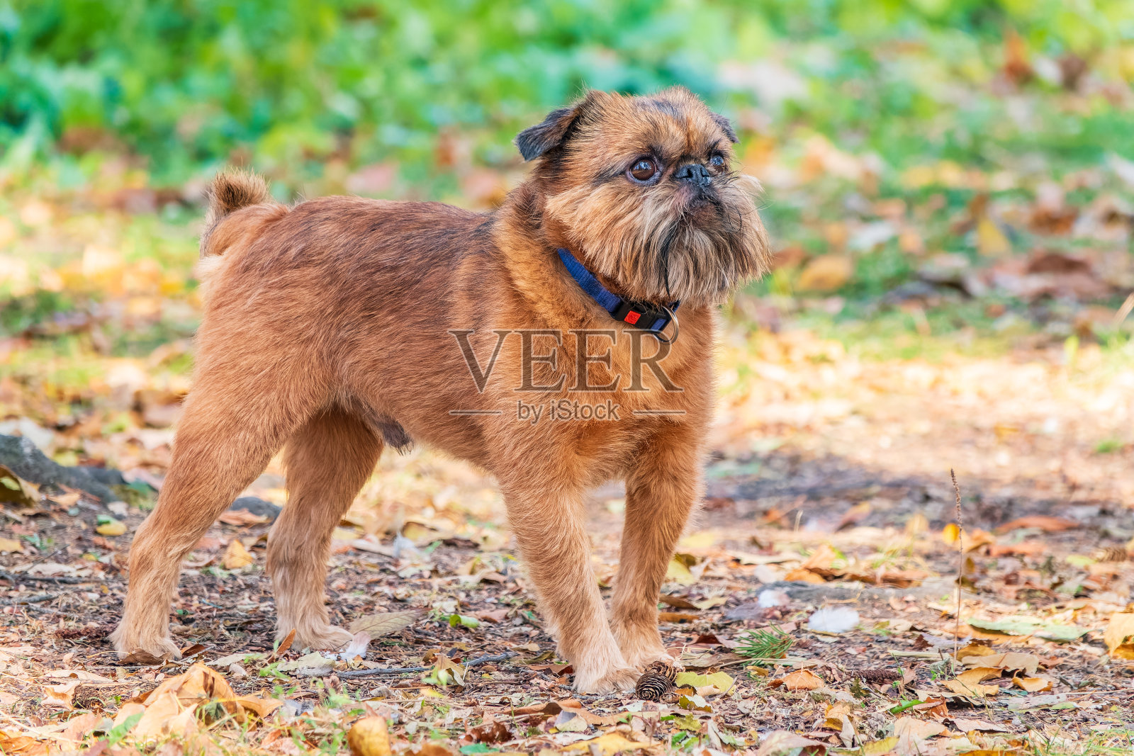 布鲁塞尔格里芬在公园散步照片摄影图片