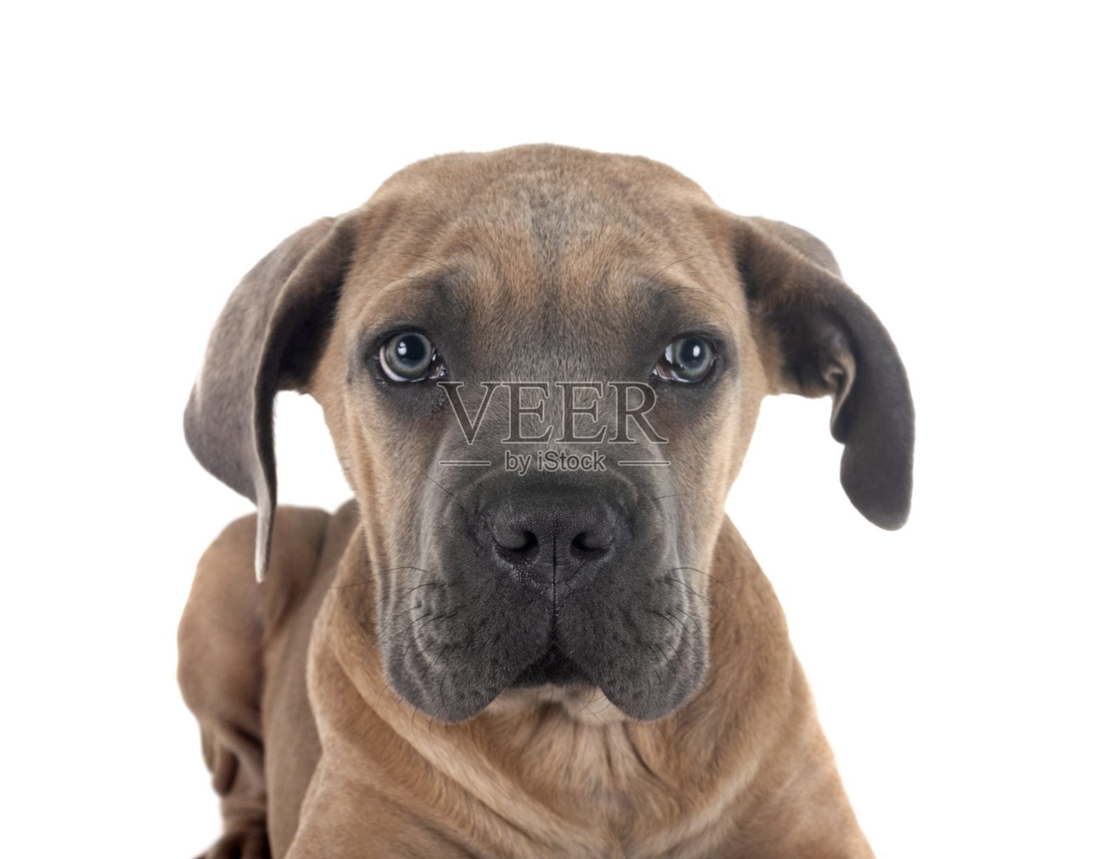 小狗手杖照片摄影图片