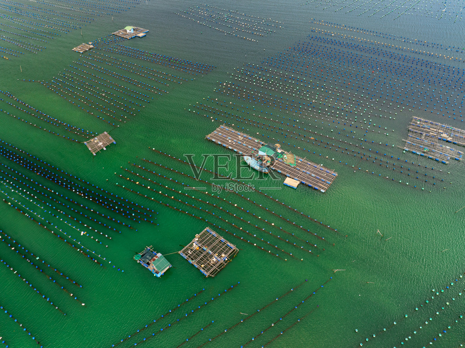 金兰海的贻贝和牡蛎养殖场和渔网照片摄影图片