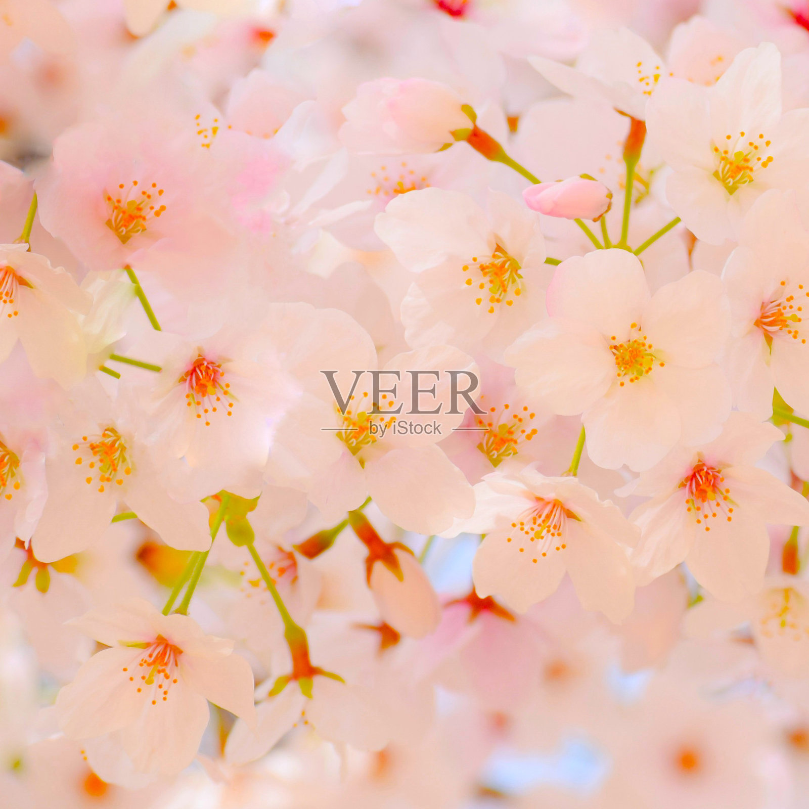 日式庭院中的樱花特写照片摄影图片