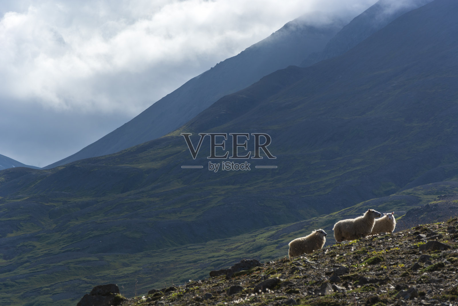 阴天，羊在山上。山的风景。照片摄影图片