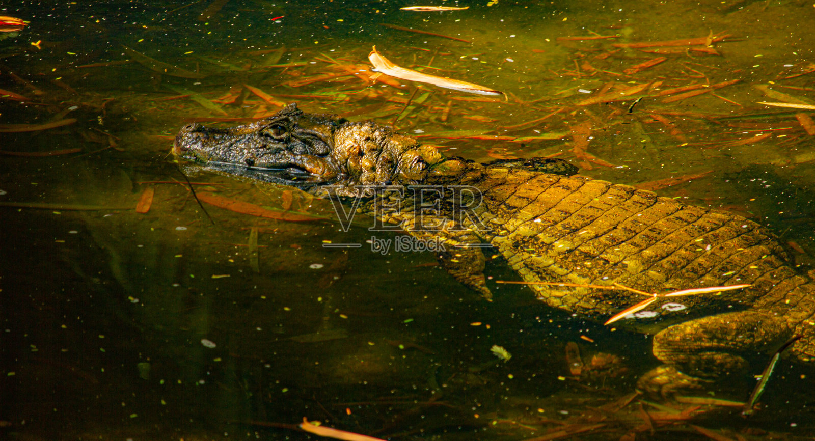 鳄鱼照片摄影图片
