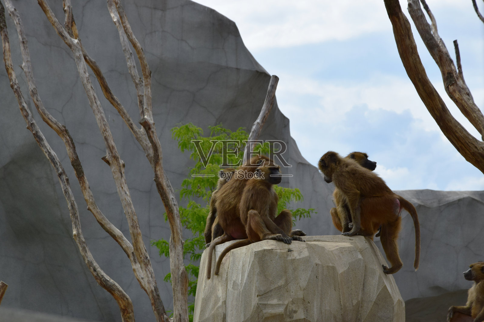 猴子照片摄影图片