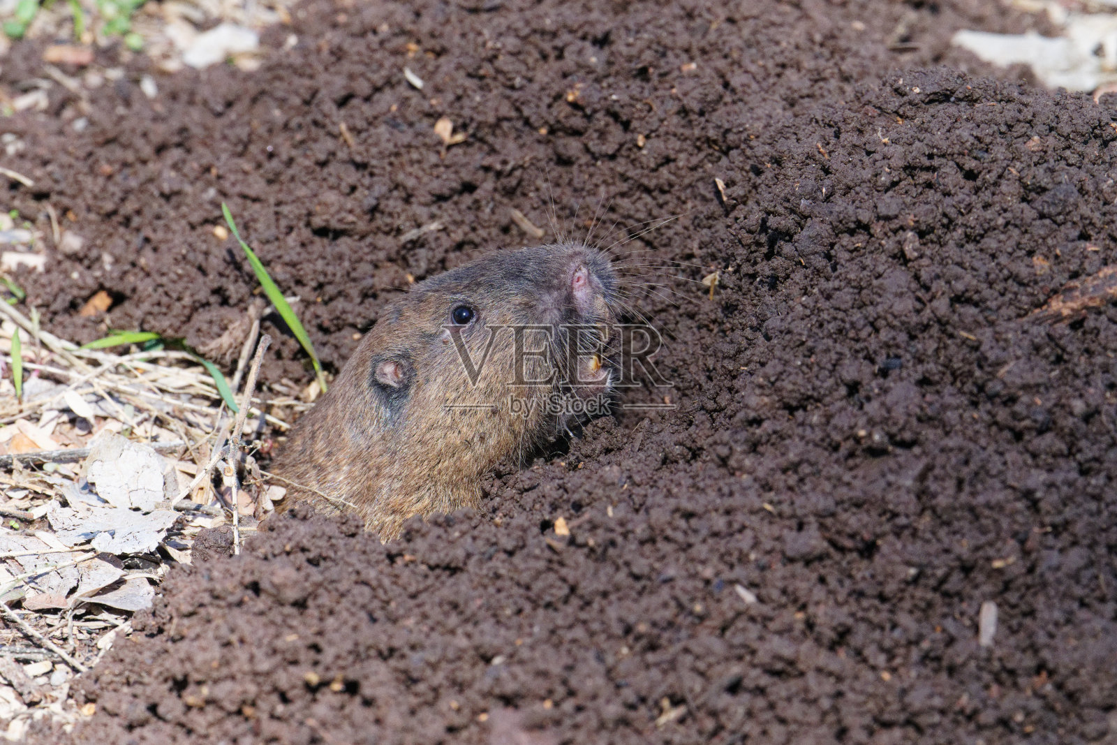 口袋里的小田鼠照片摄影图片
