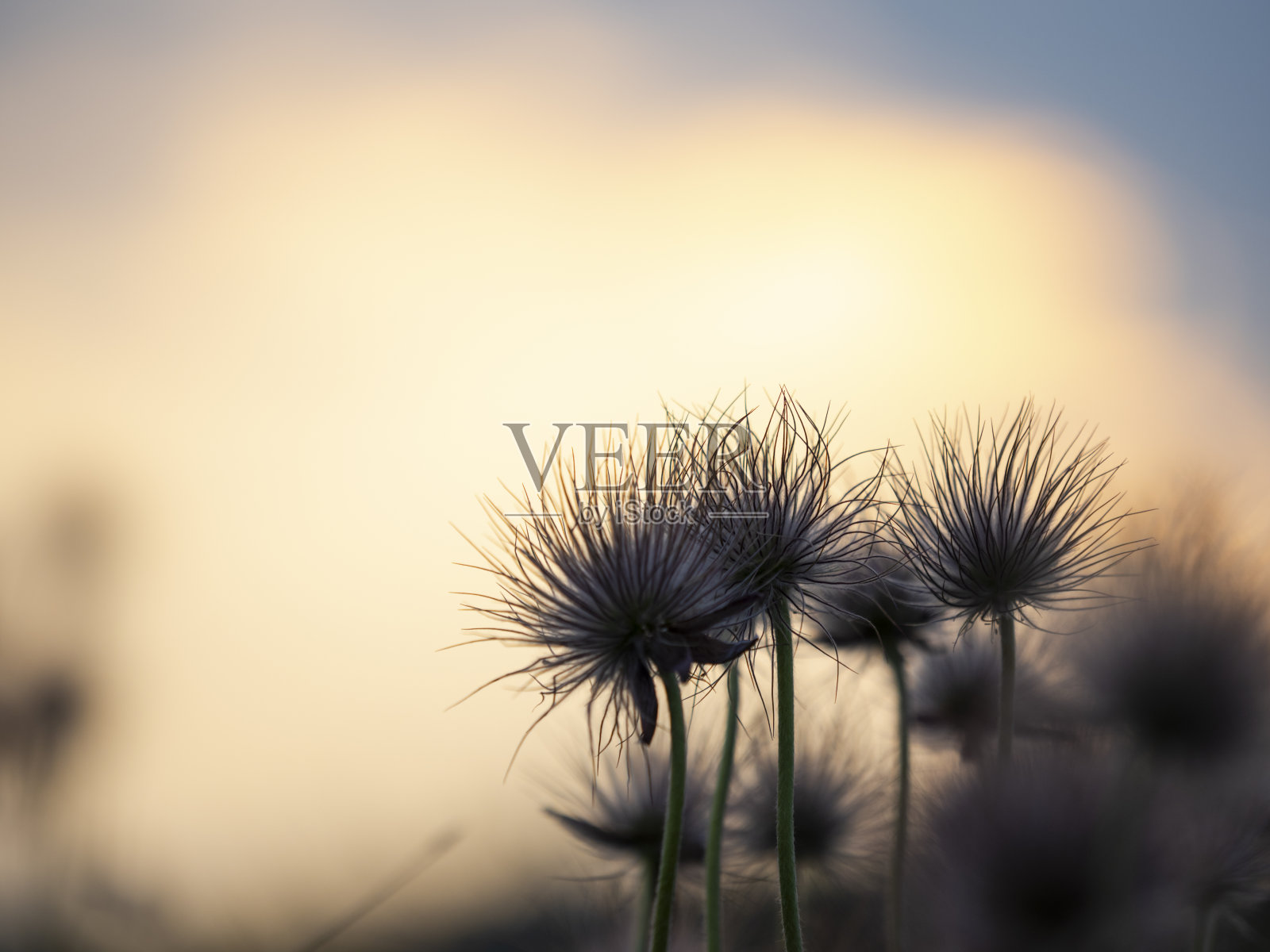 白头翁花照片摄影图片