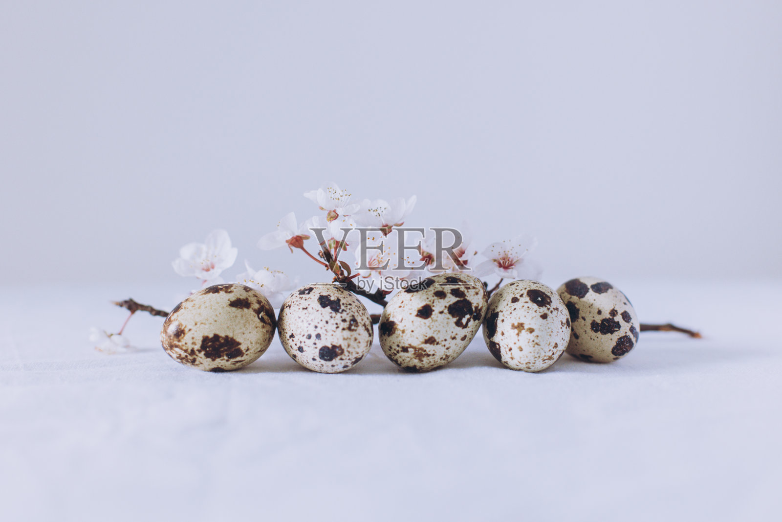 美丽的树枝，白色的花朵和鸡蛋在白色的背景上。最小的概念。照片摄影图片