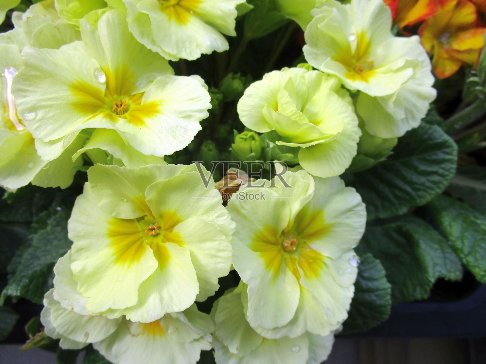 大的黄色报春花特写照片摄影图片