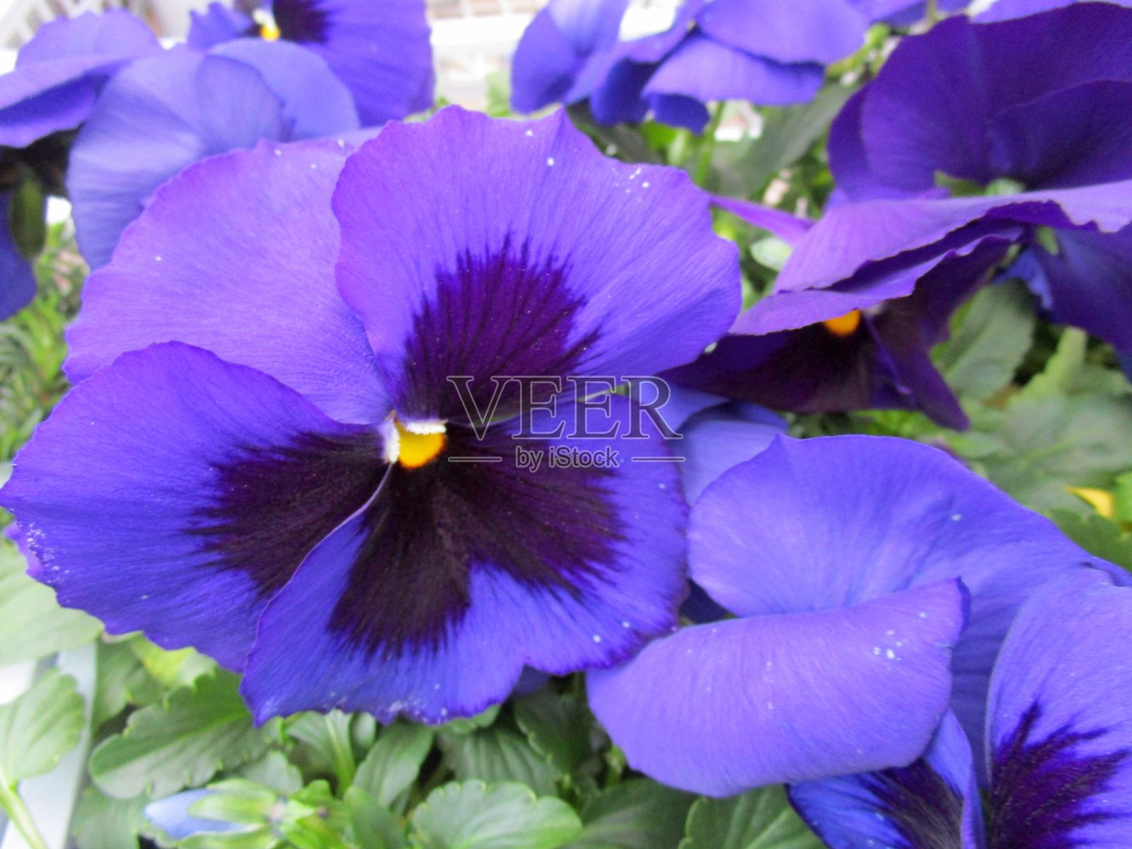 紫色堇菜花的特写照片摄影图片