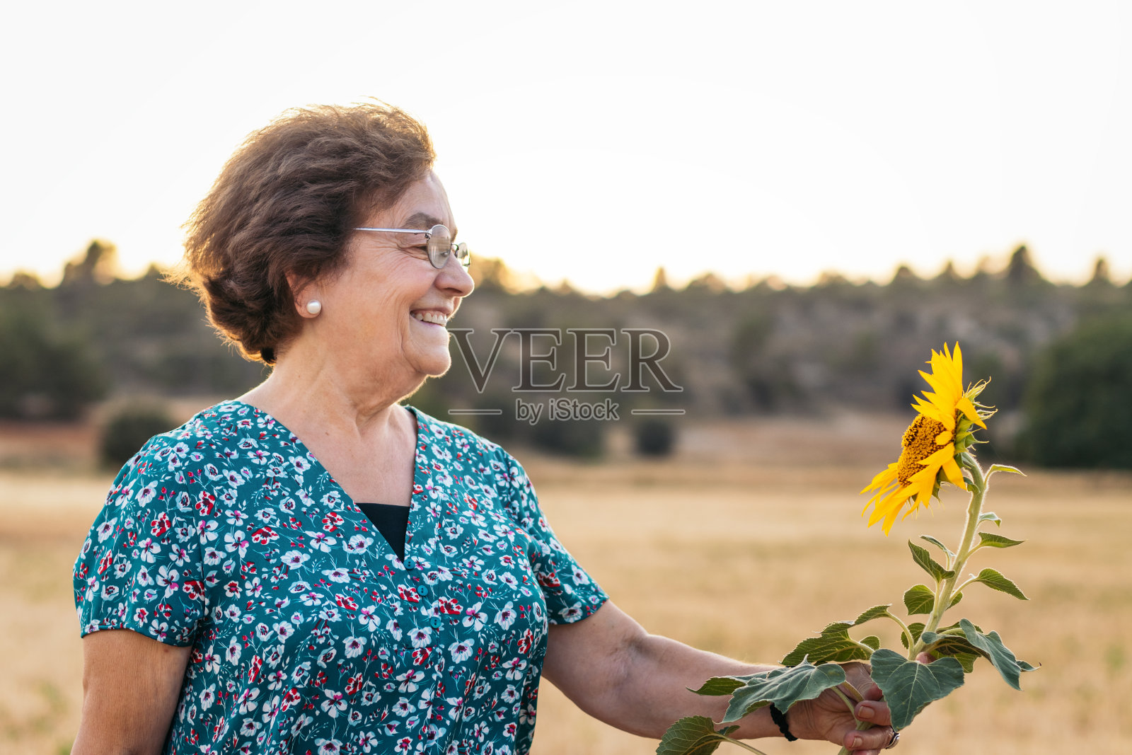 一位老妇人站在向日葵地里照片摄影图片