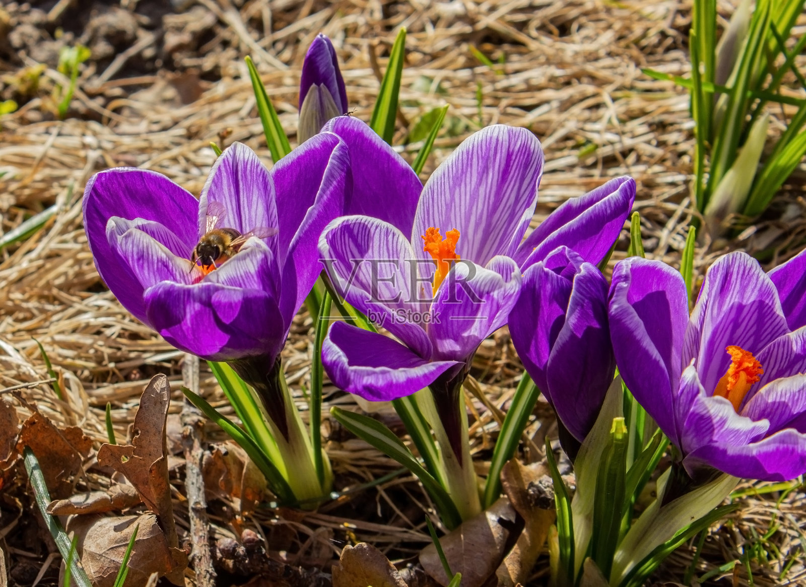 大蜜蜂在紫色番红花上采集花粉。番红花与野蜂盛开。照片摄影图片