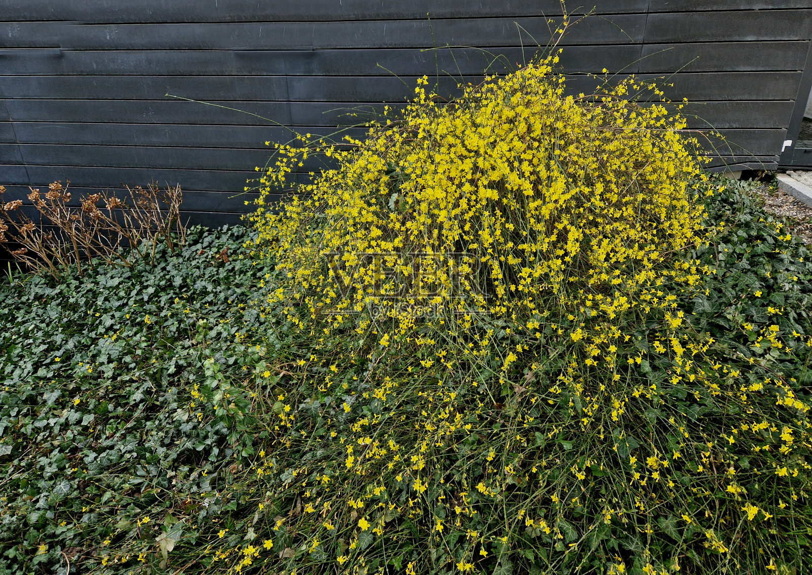 长扫帚的灌木没有支撑物是不行的。如果它没有固定在支架上，它就会平躺着生长。它在叶子前开花，开着黄色的花。花期大约从12月开始照片摄影图片