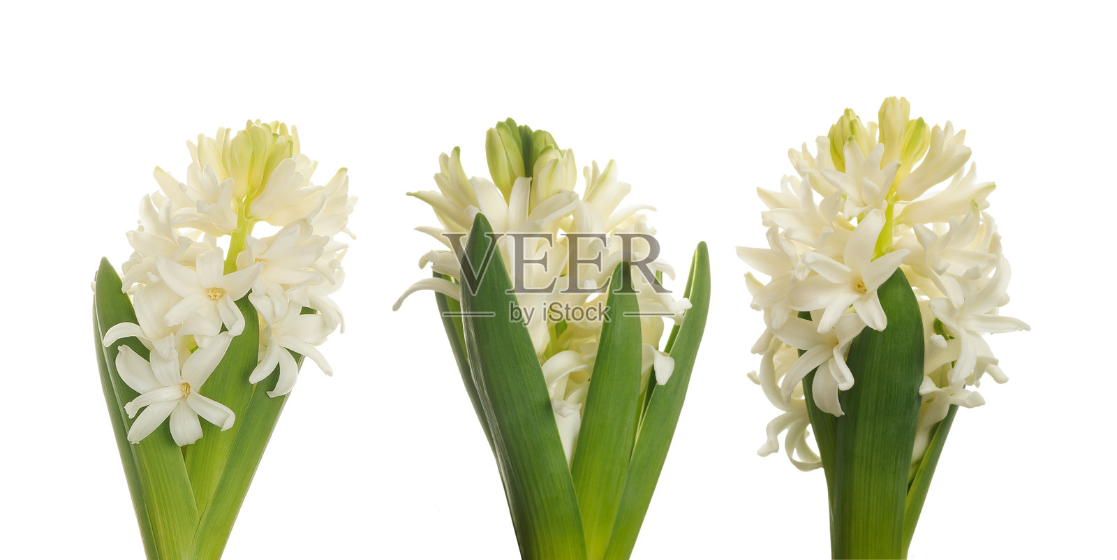 白风信子花照片摄影图片