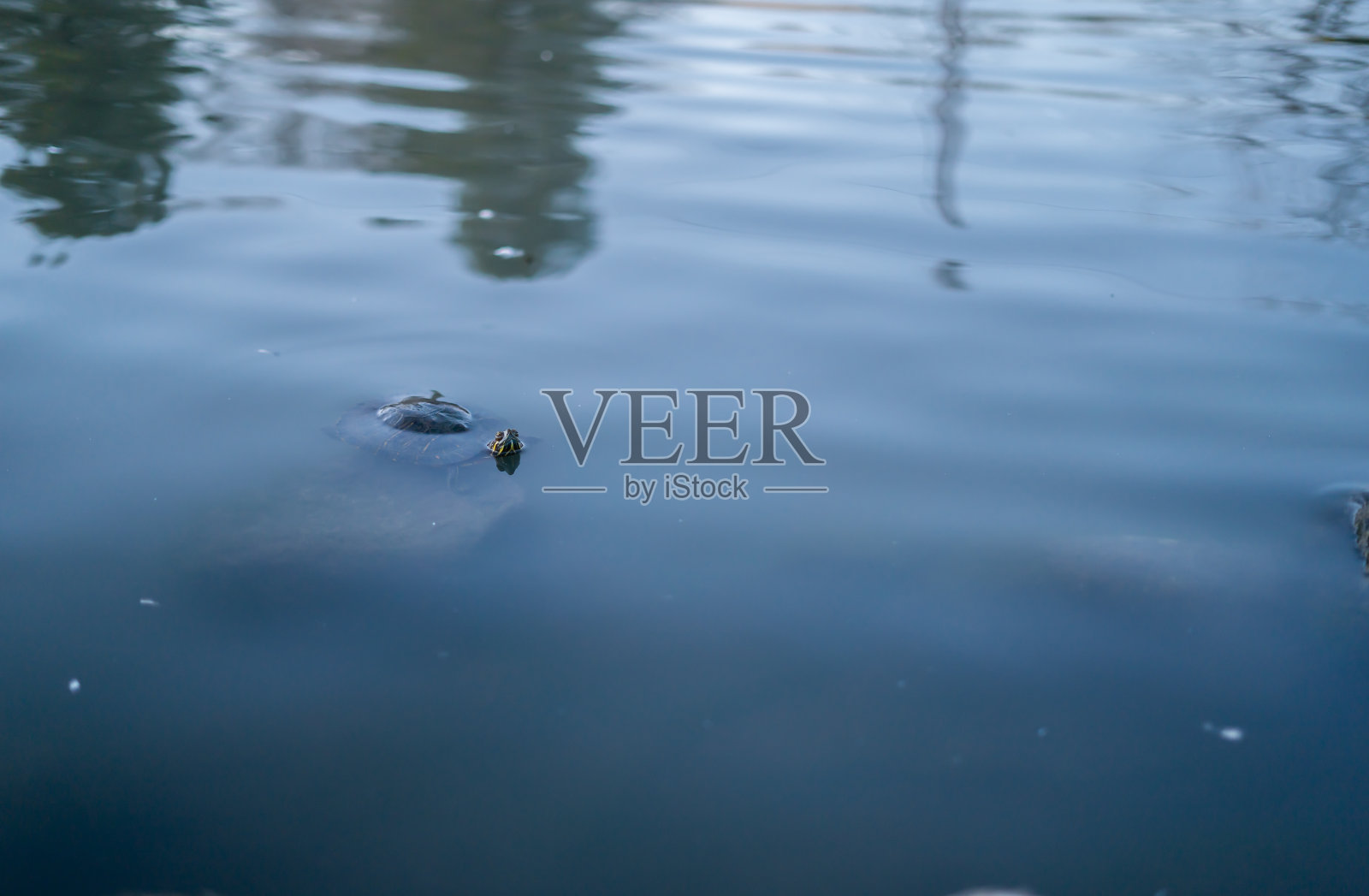 一只红耳龟浮在水面上照片摄影图片