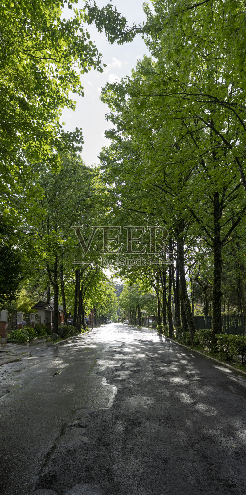 南里奥格兰德州格拉玛多的一个雨天，绿树成荫的走廊照片摄影图片