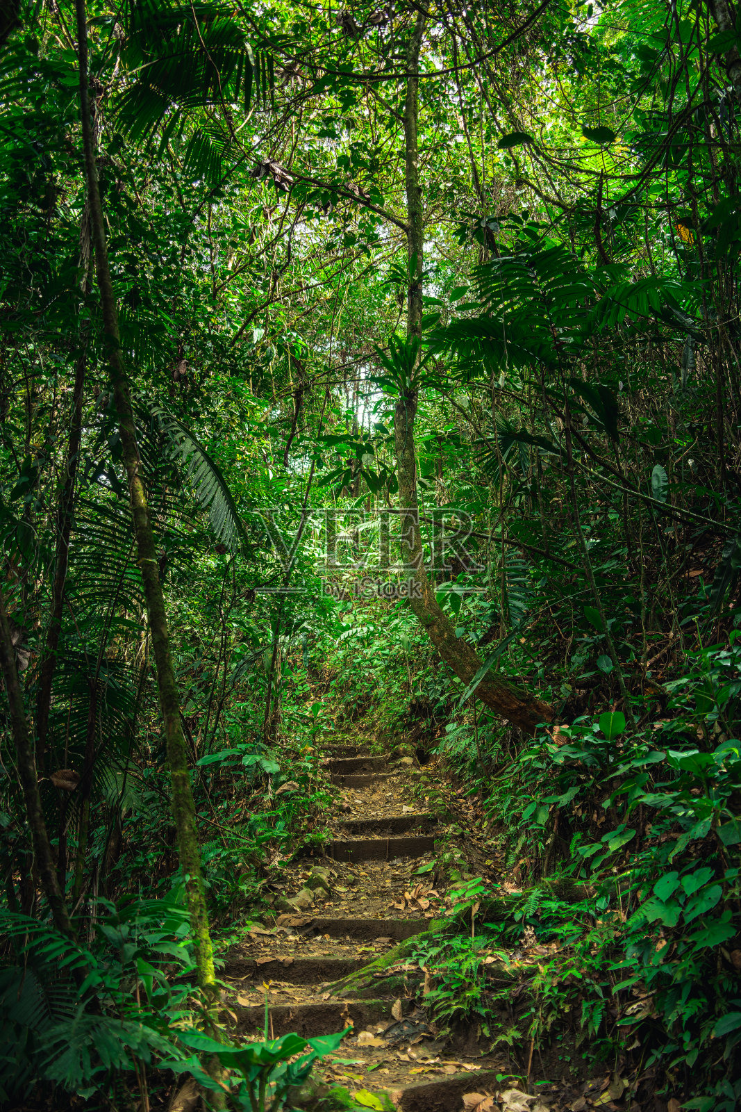 哥斯达黎加埃尔阿雷纳尔国家公园照片摄影图片